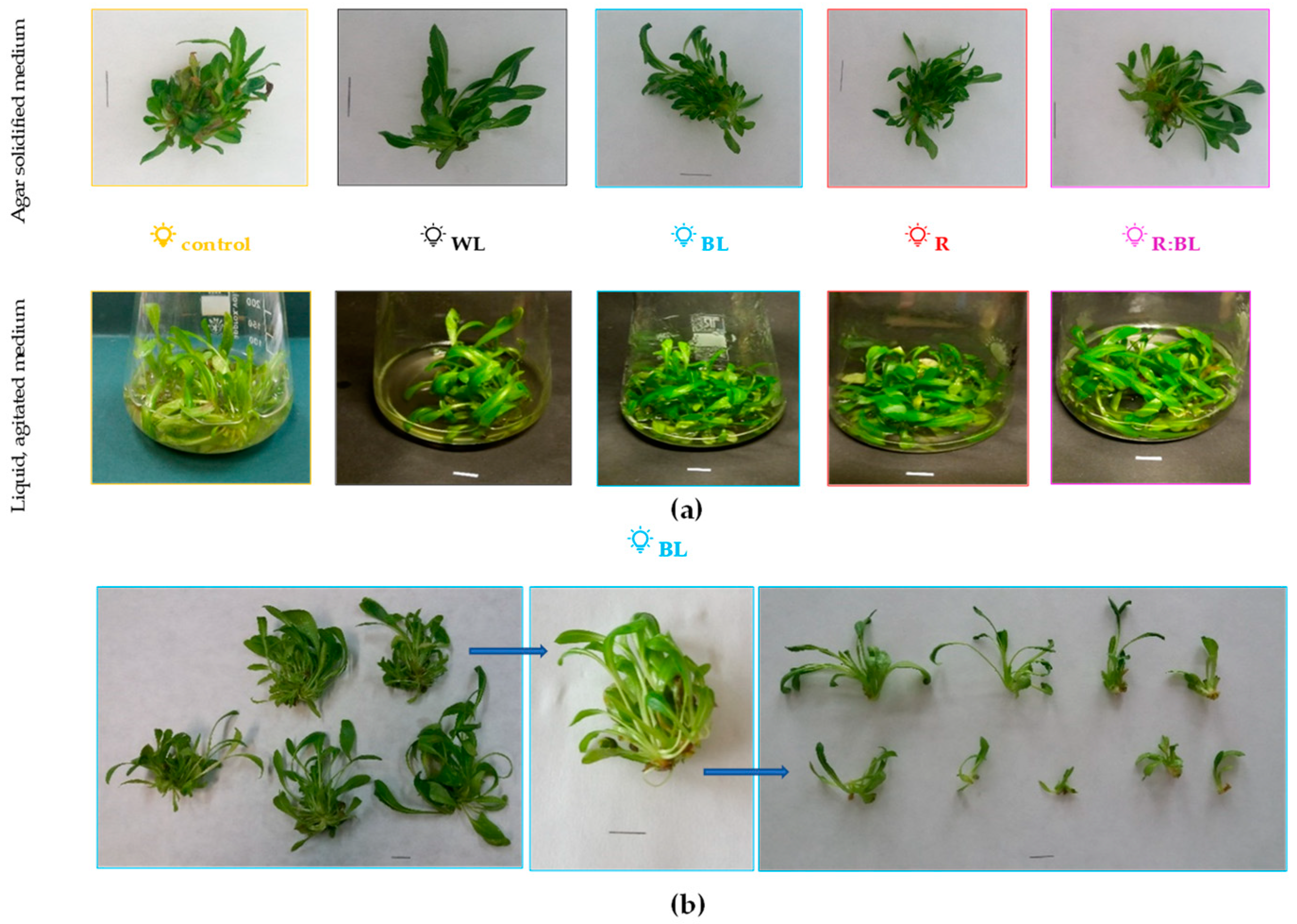 Molecules 29 02145 g008 Molecules 29 02145 g008