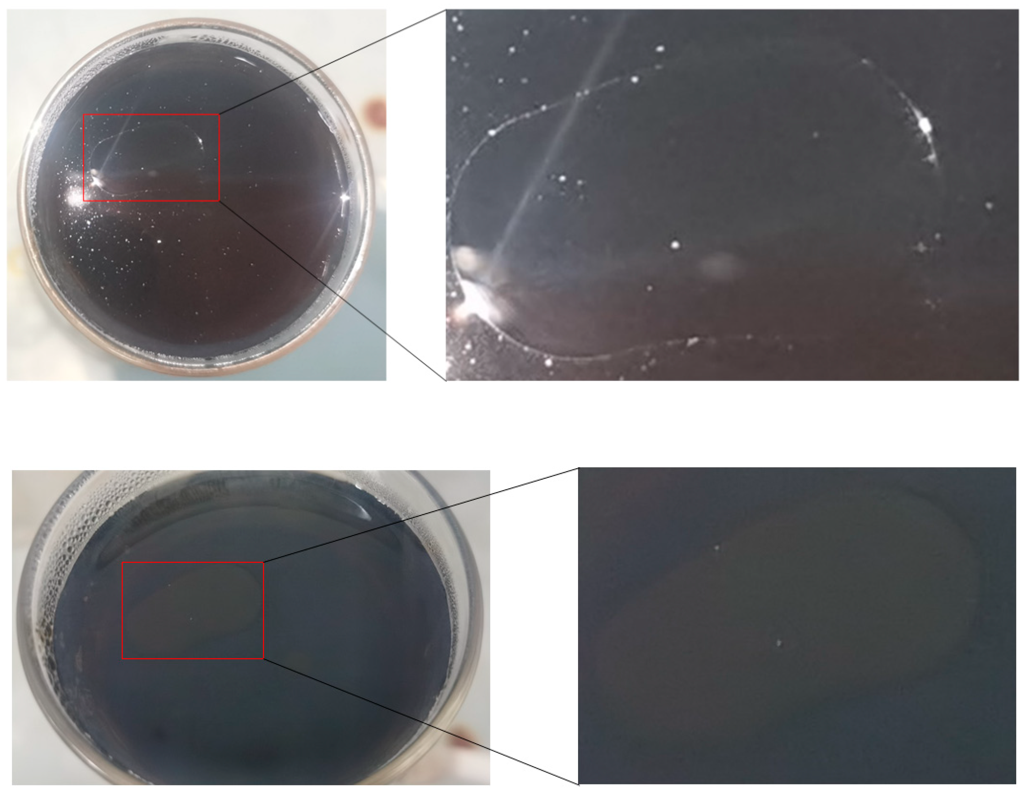 Molecules 29 02153 g002