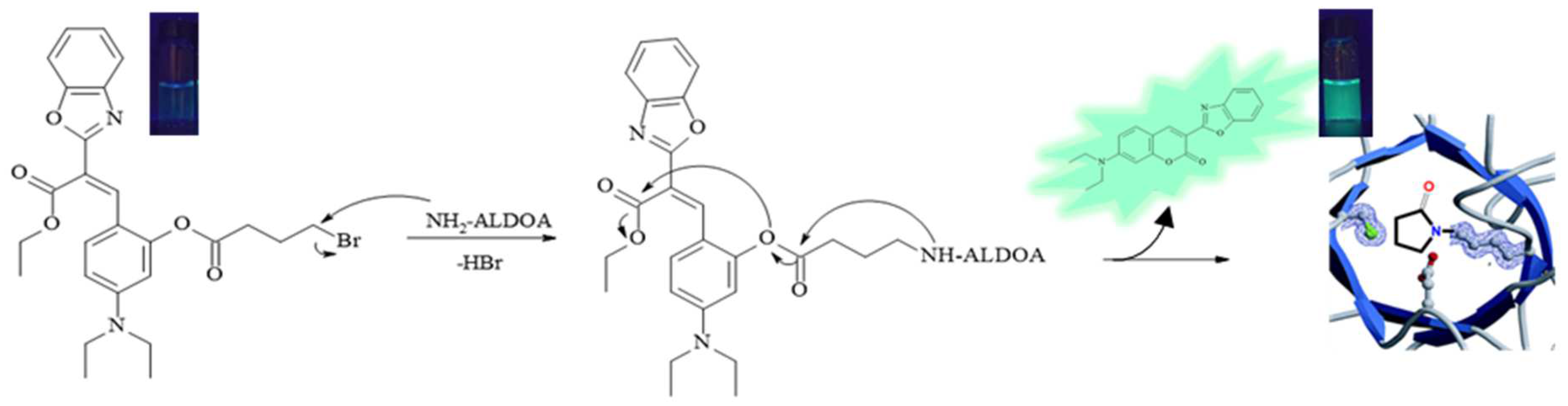 Molecules 29 02175 g006