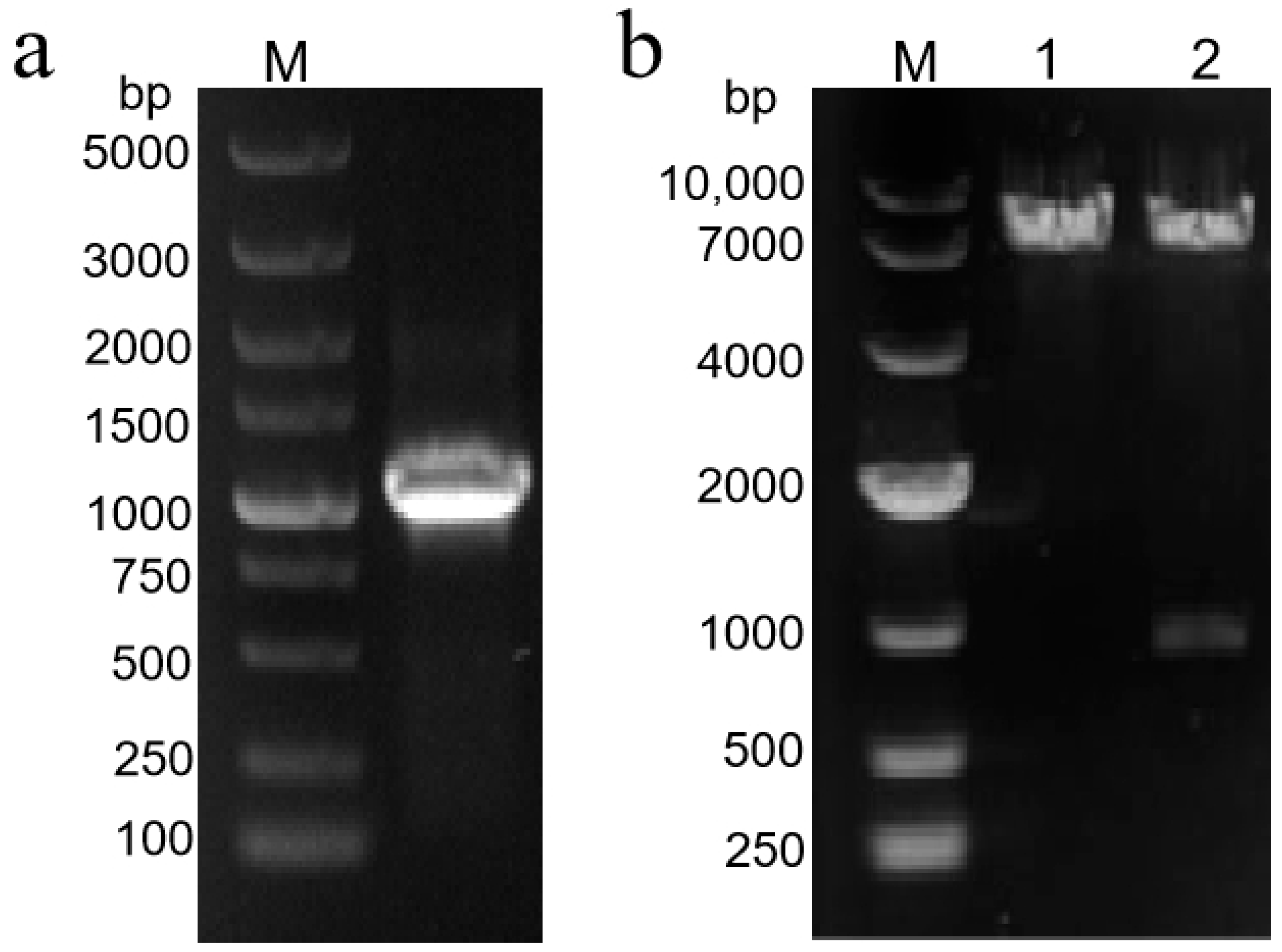 Molecules 29 02196 g007
