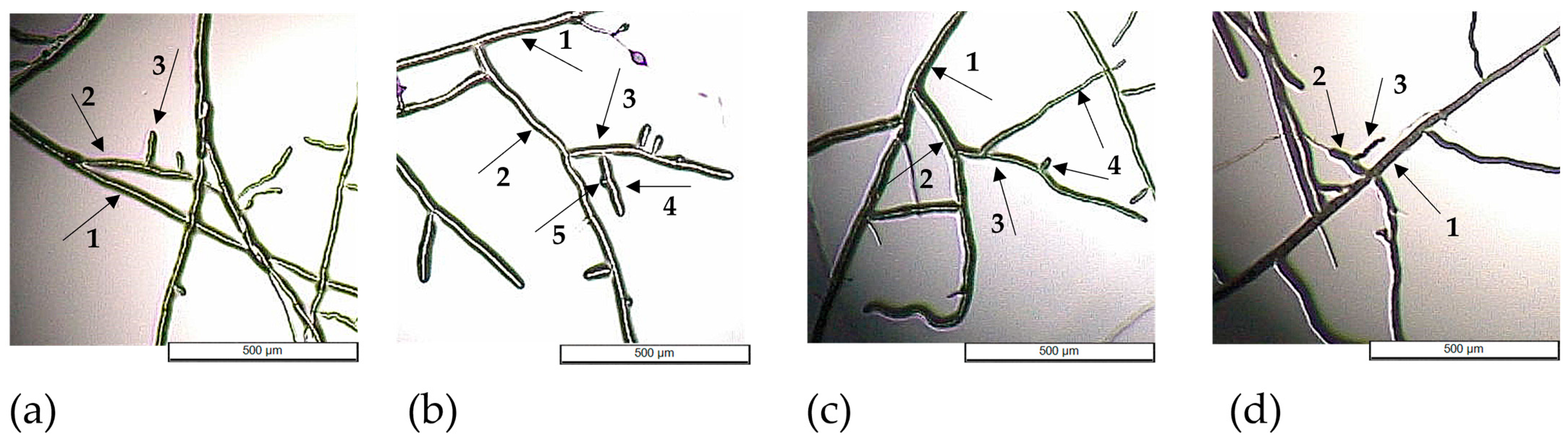 Molecules 29 02283 g006