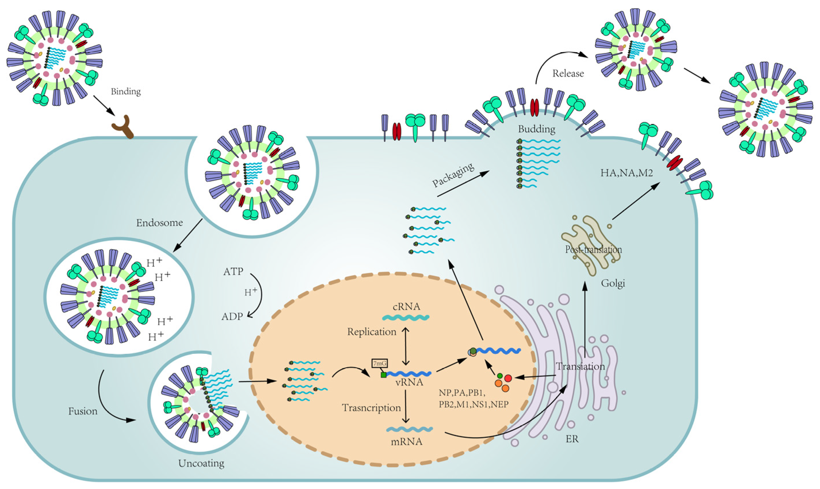 Molecules 29 02371 g002