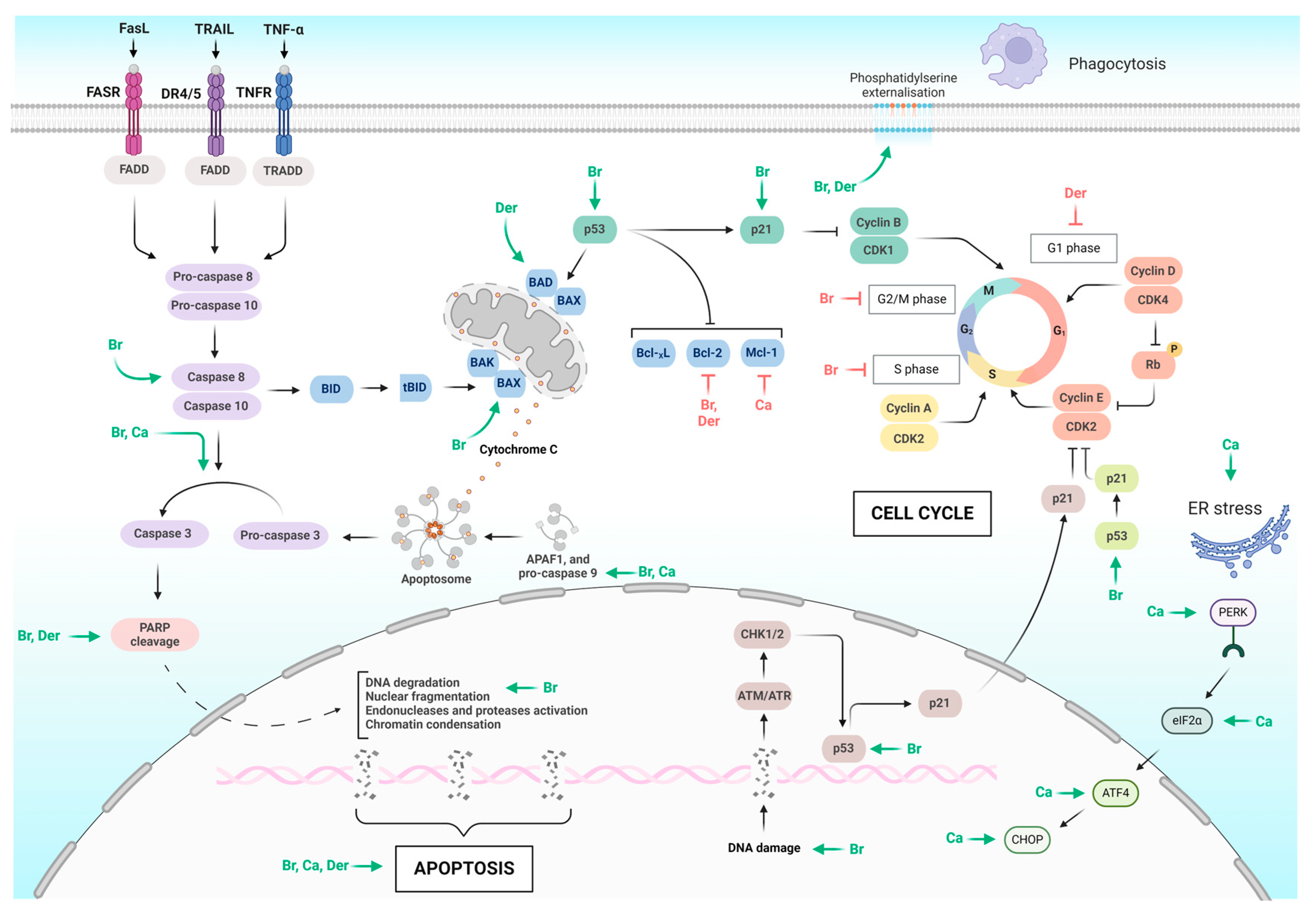 Molecules 29 02388 g003 Molecules 29 02388 g003