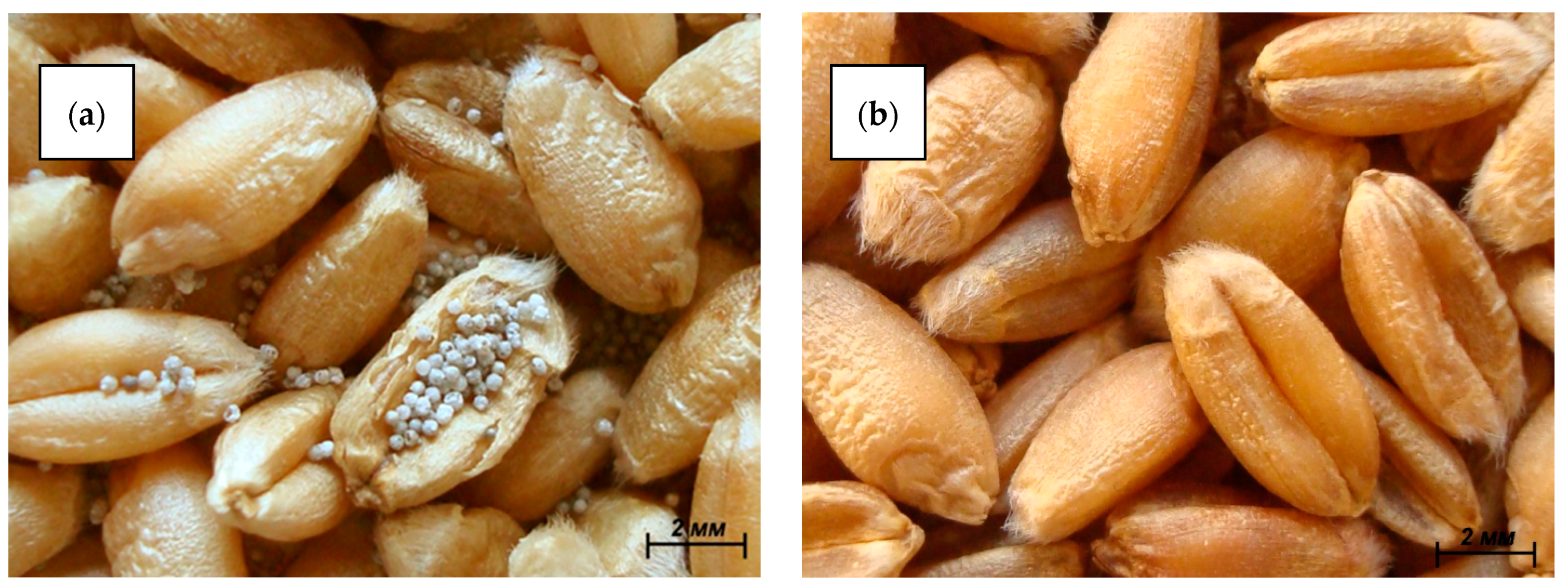 Molecules 29 02391 g010