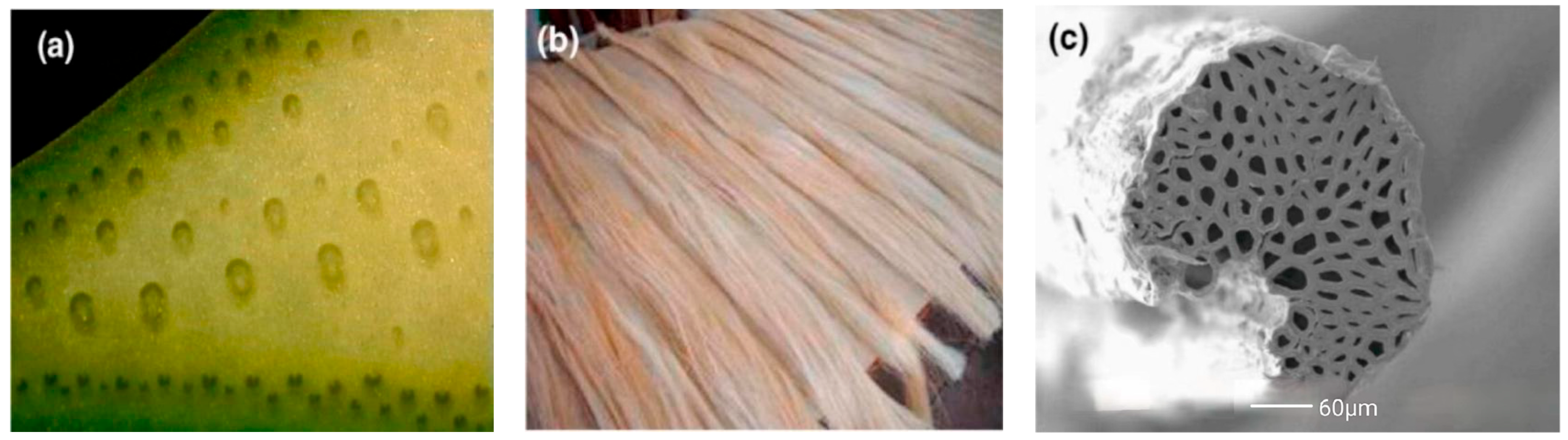 Molecules 29 02401 g002