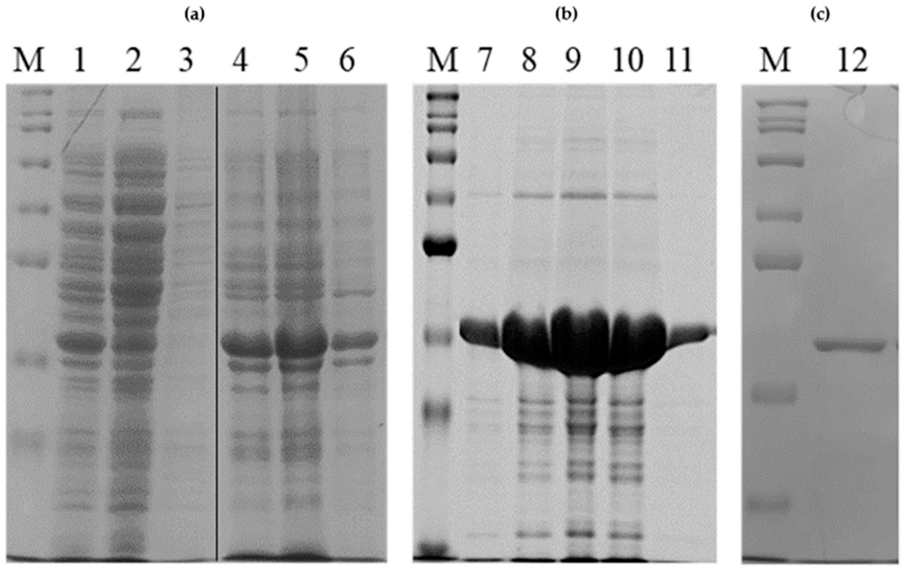 Molecules 29 02434 g002