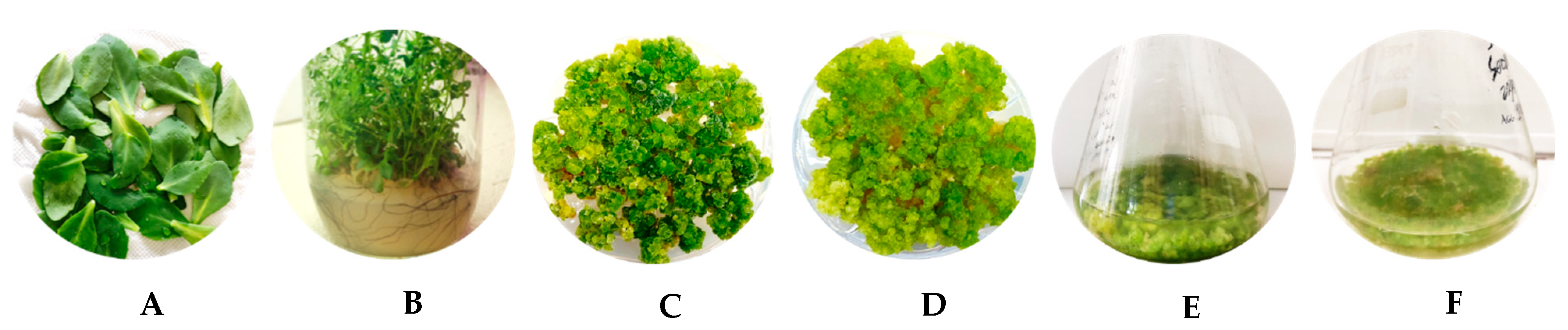 Molecules 29 02472 g008