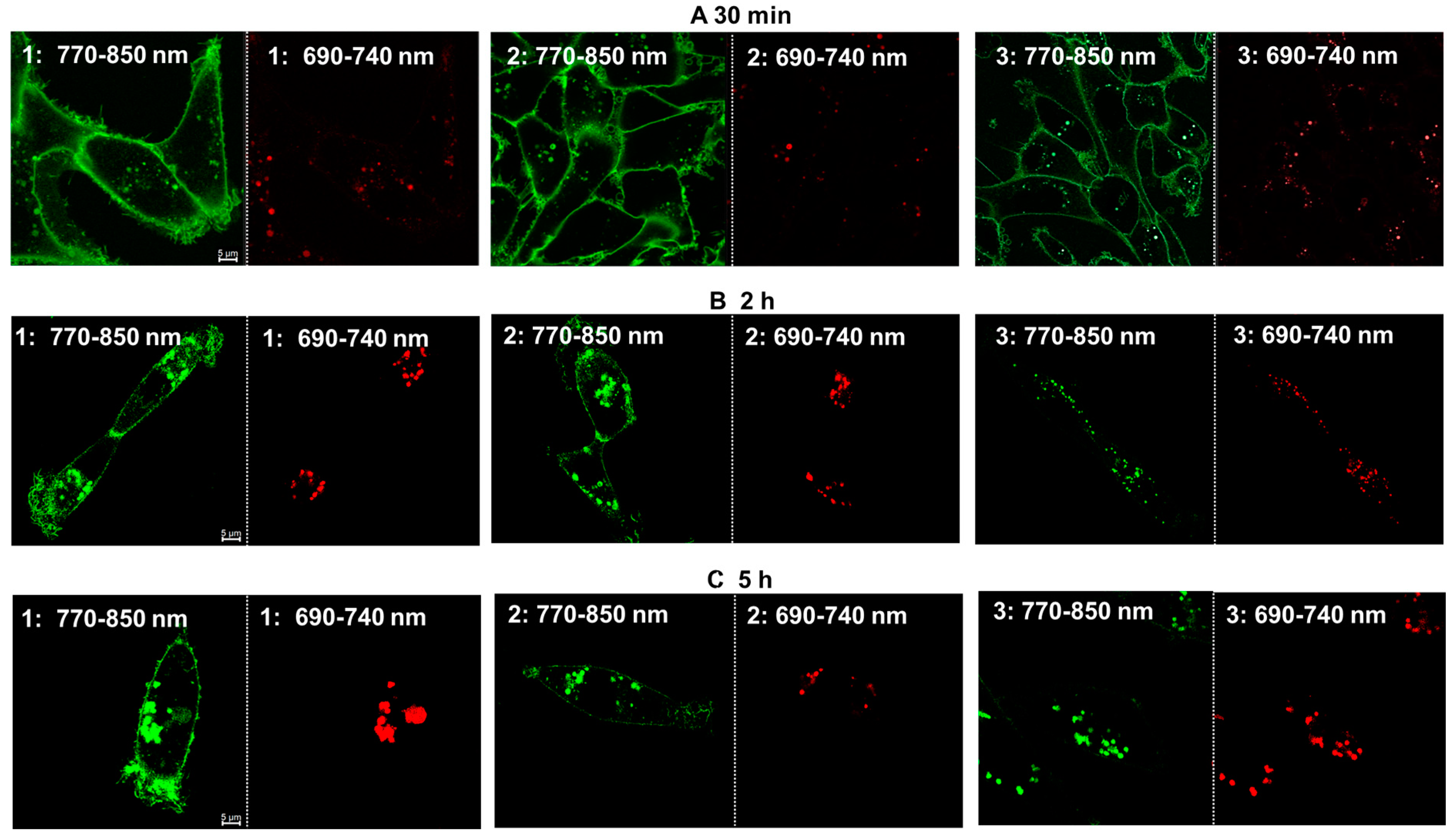Molecules 29 02474 g006 Molecules 29 02474 g006