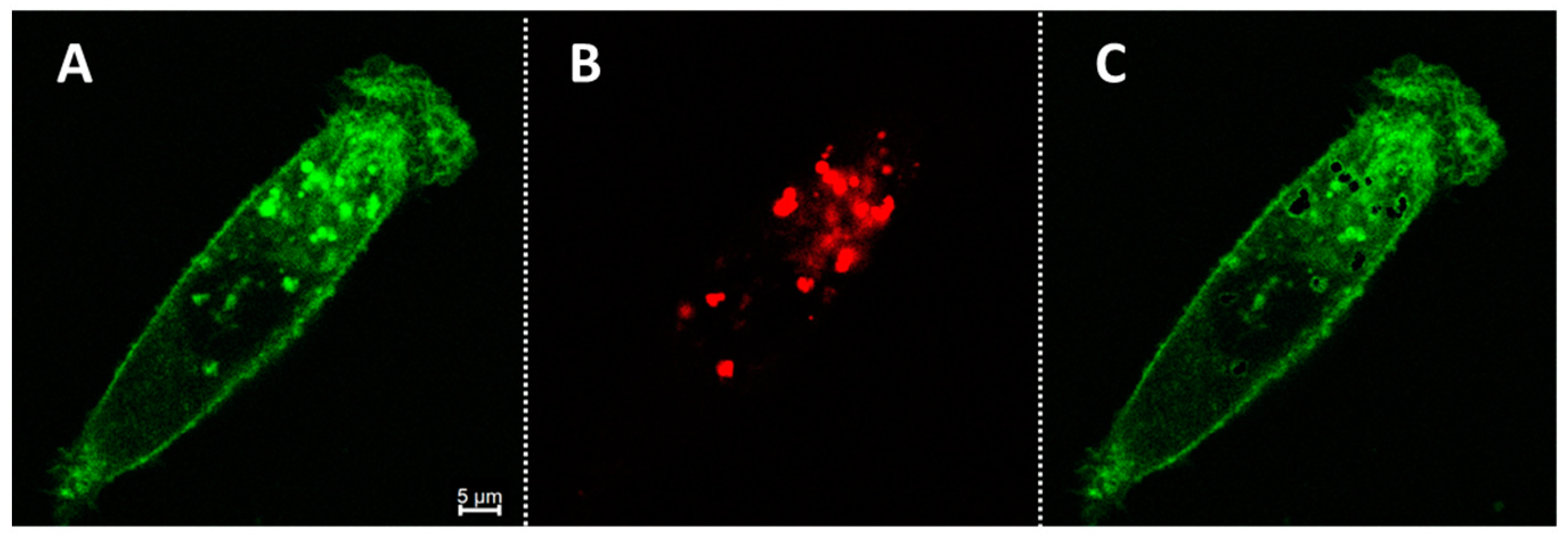 Molecules 29 02474 g008 Molecules 29 02474 g008