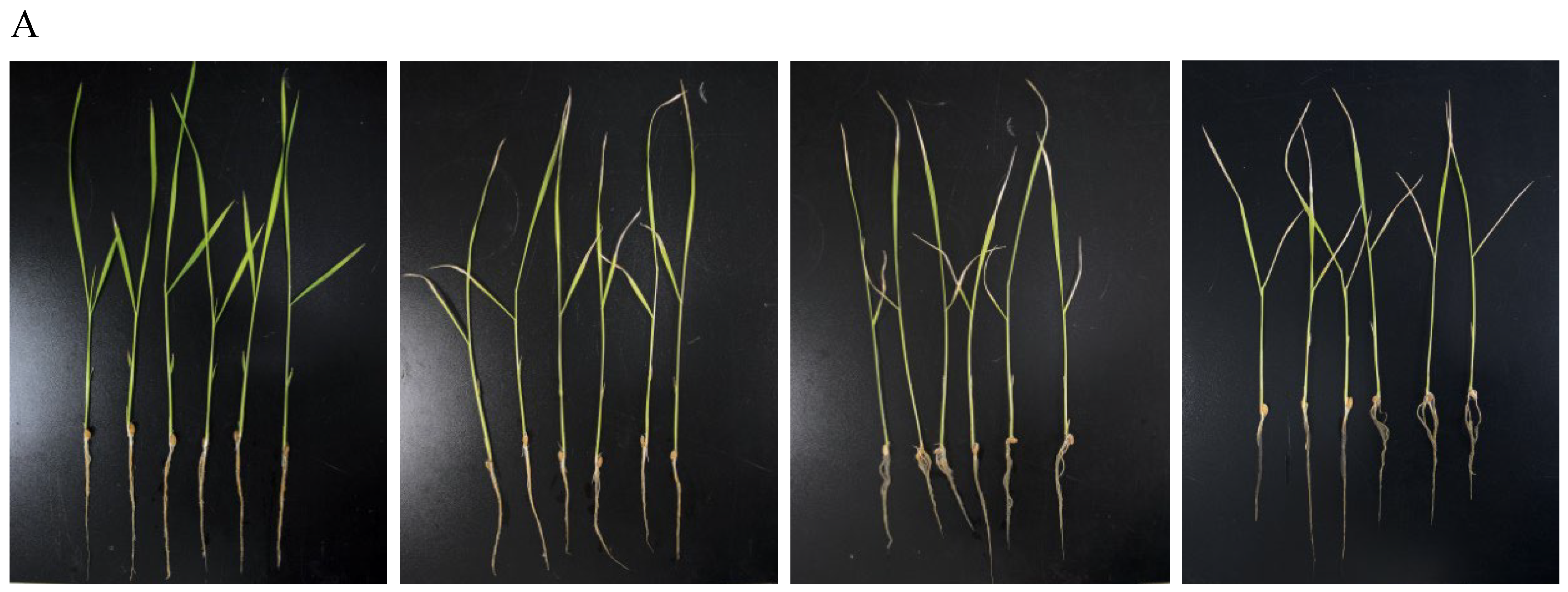 Molecules 29 02487 g007a