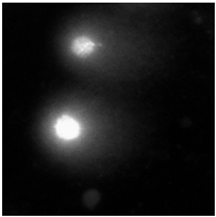Molecules 29 02503 i002