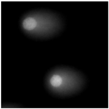 Molecules 29 02503 i007