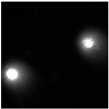 Molecules 29 02503 i008