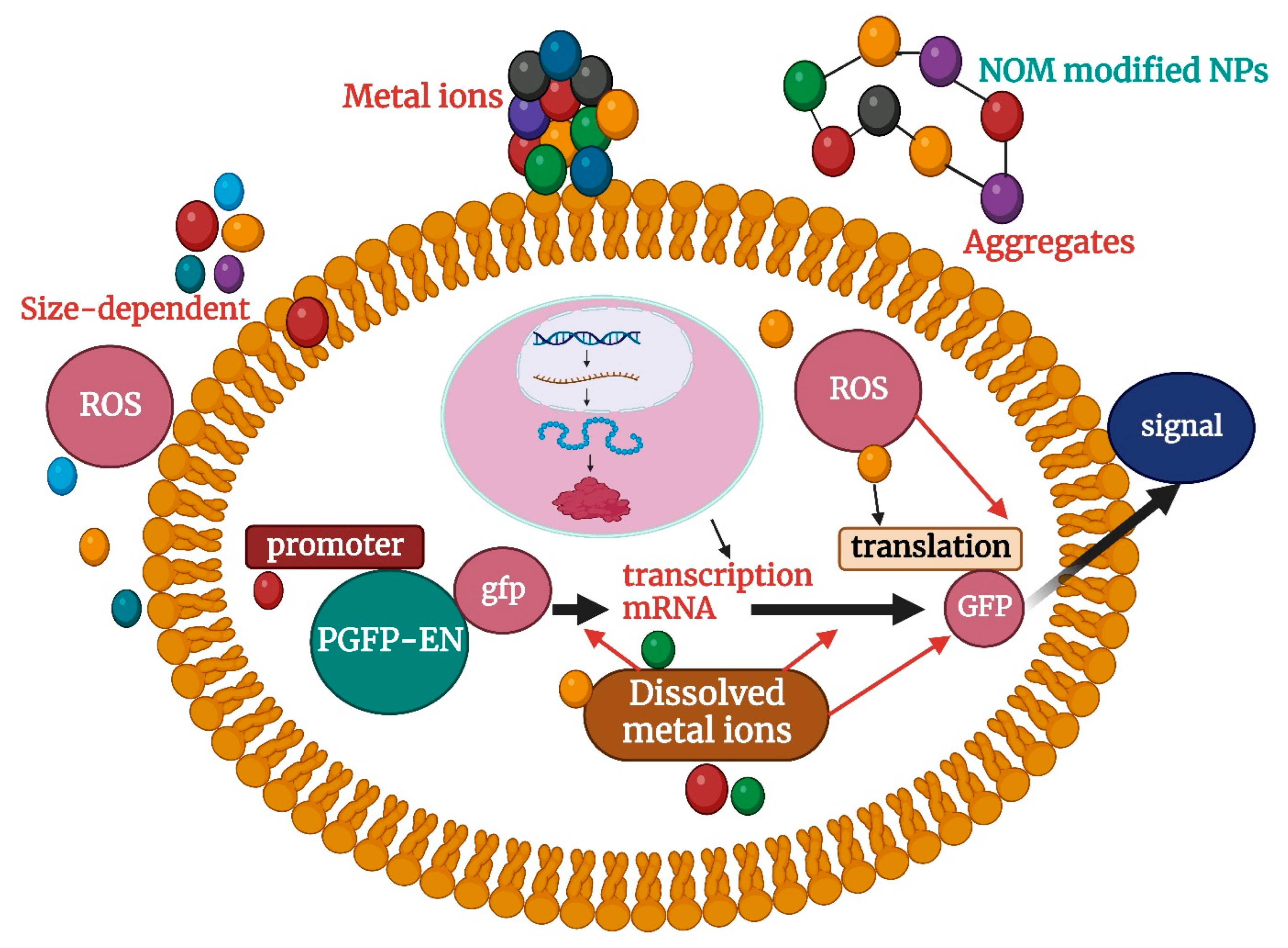 Molecules 29 02534 g002