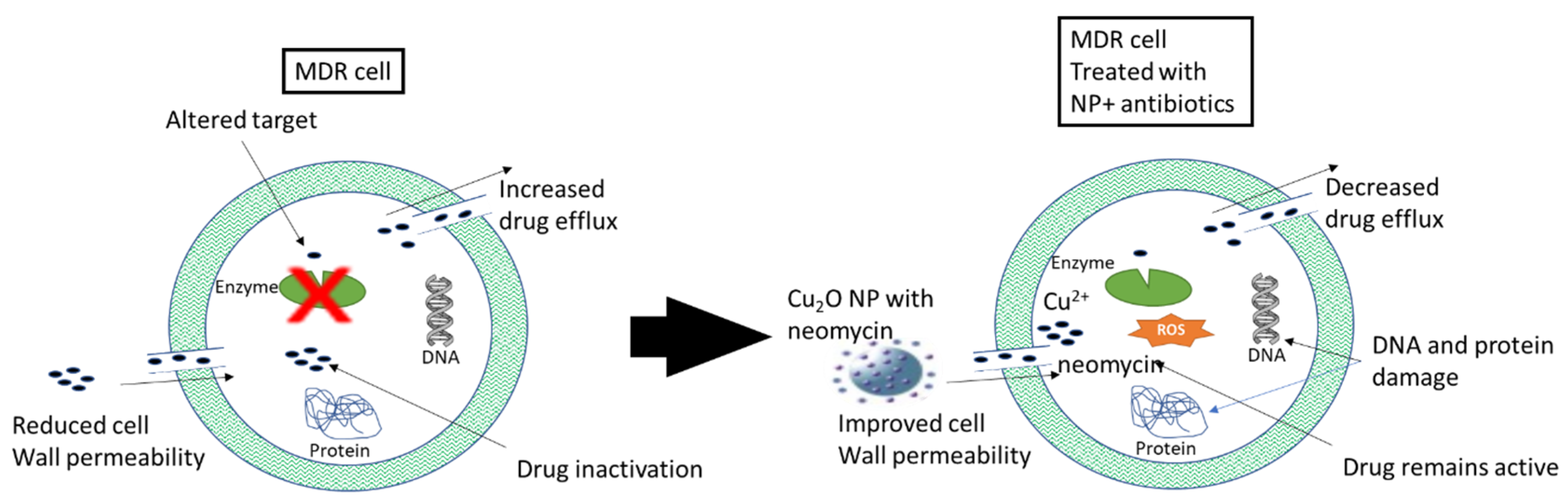 Molecules 29 02584 g004