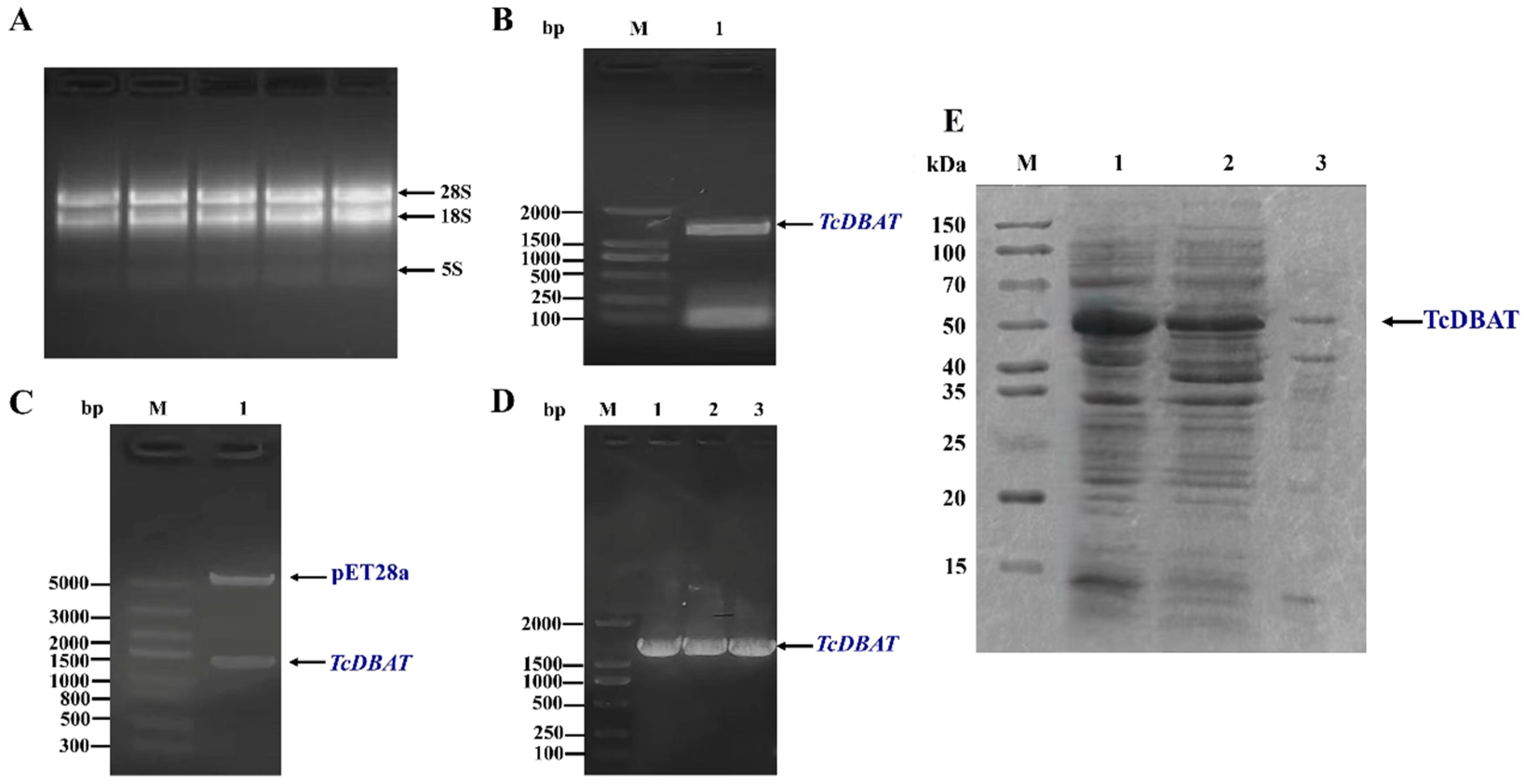Molecules 29 02586 g001