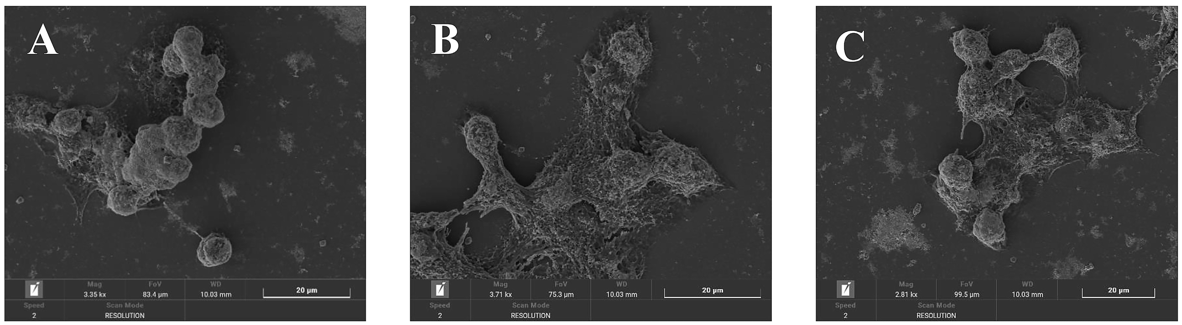 Molecules 29 02597 g008