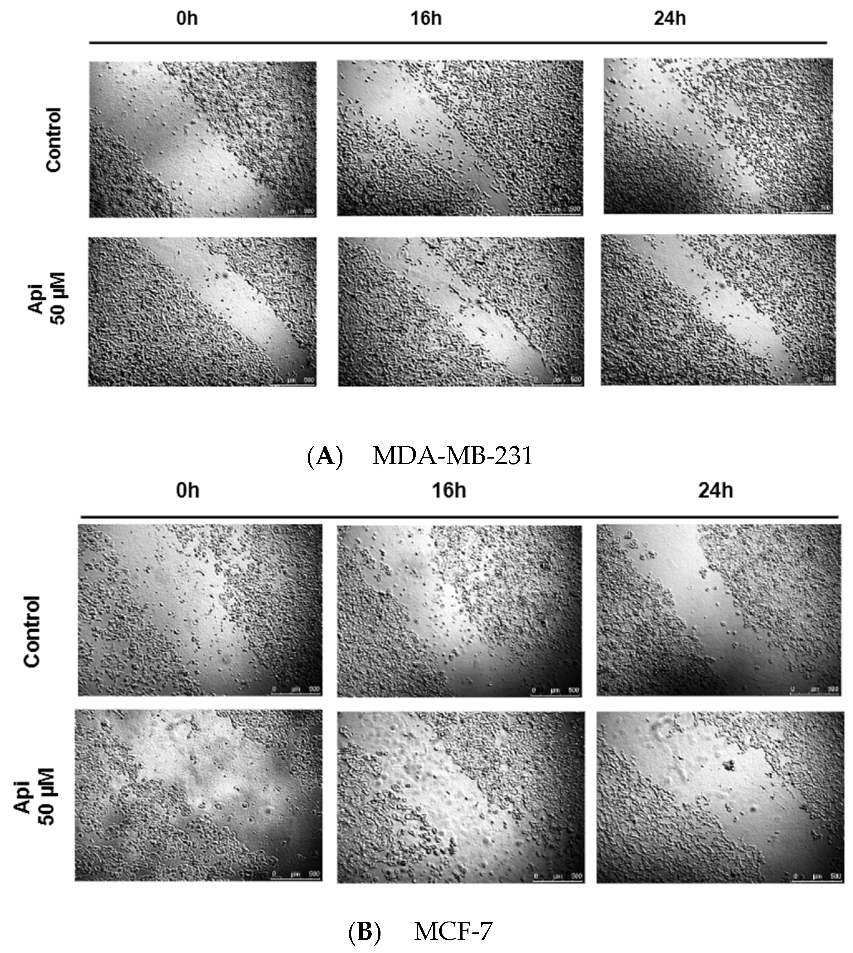 Molecules 29 02603 g005