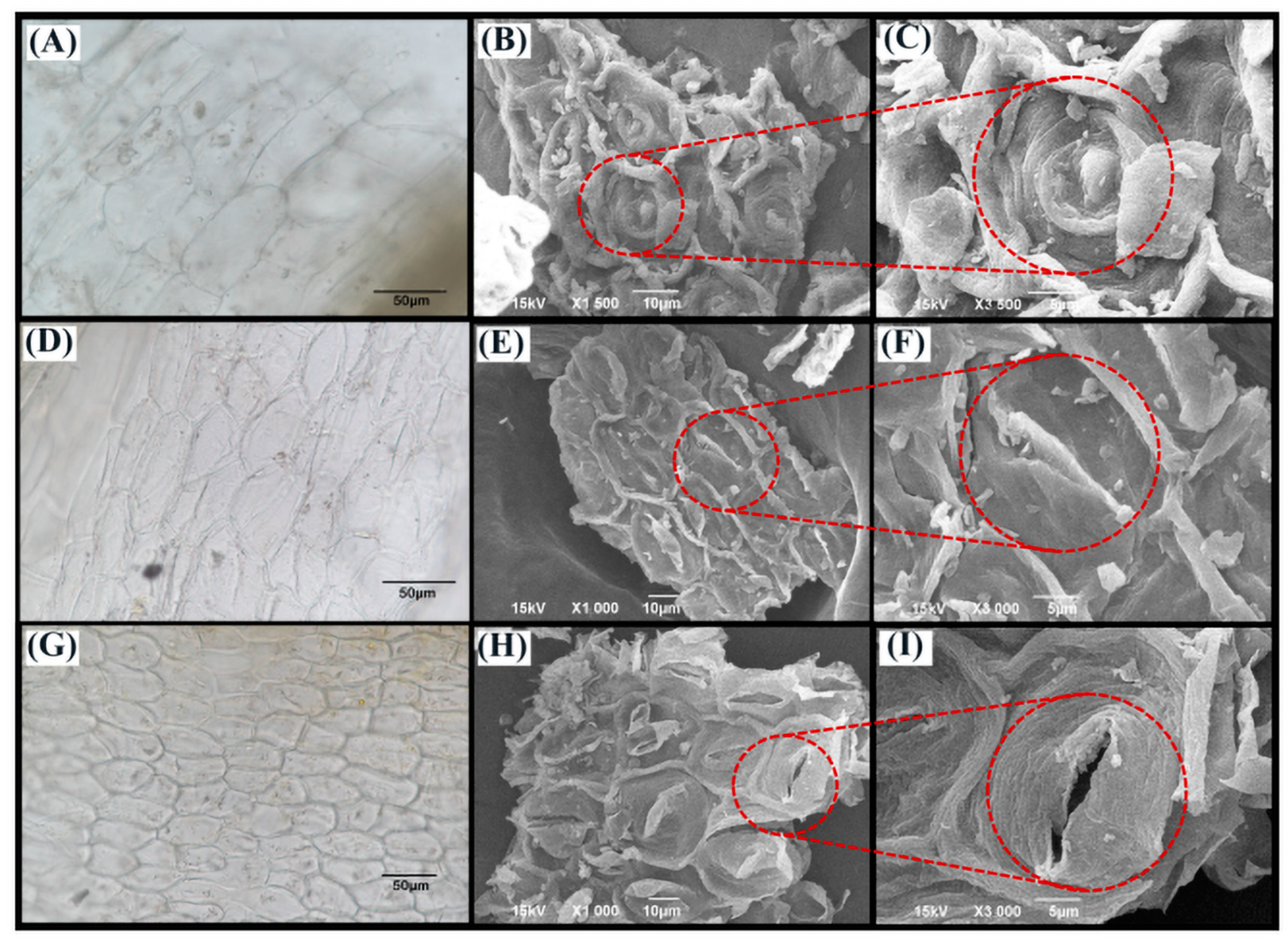 Molecules 29 02610 g001