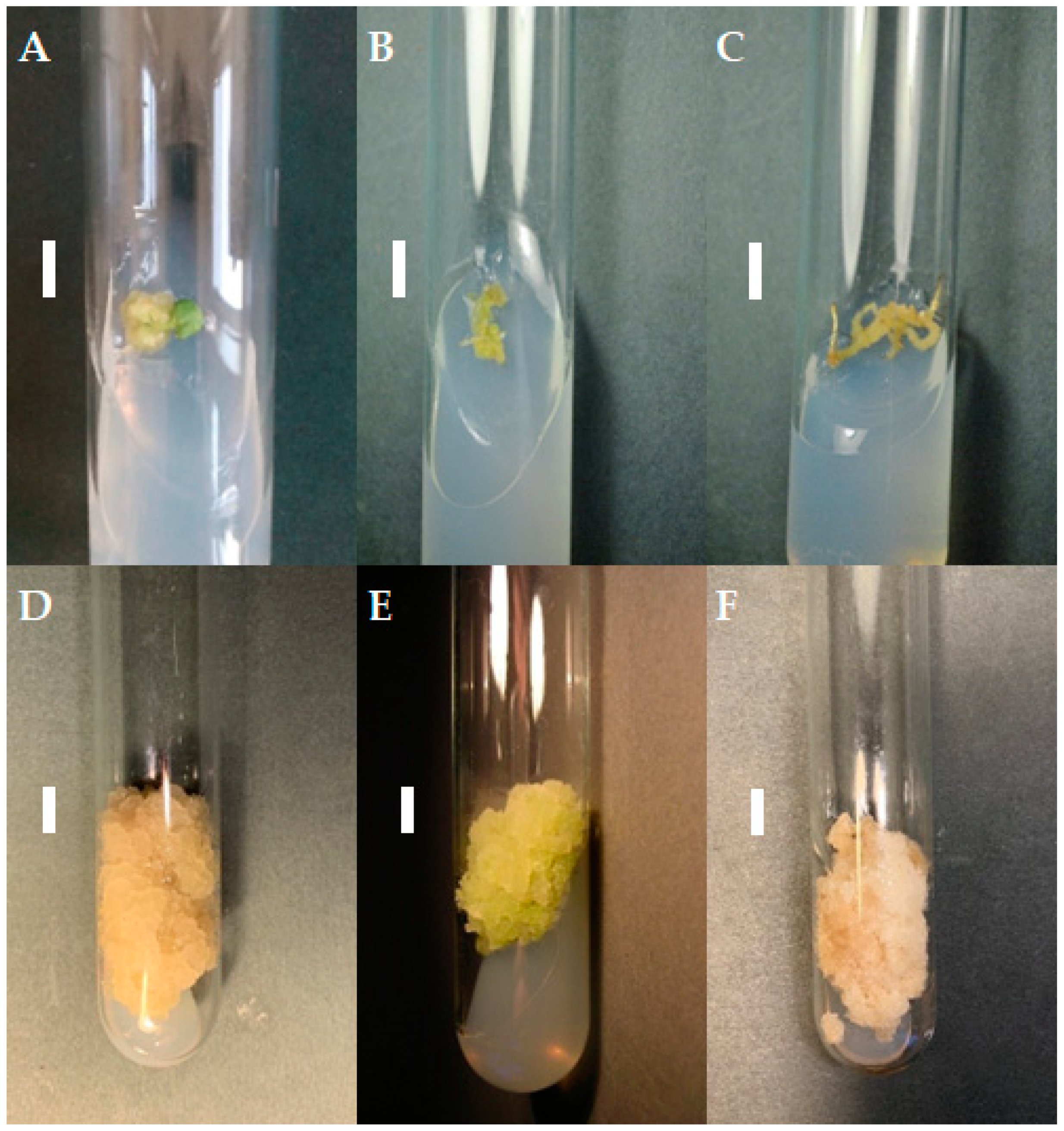 Molecules 29 02626 g001