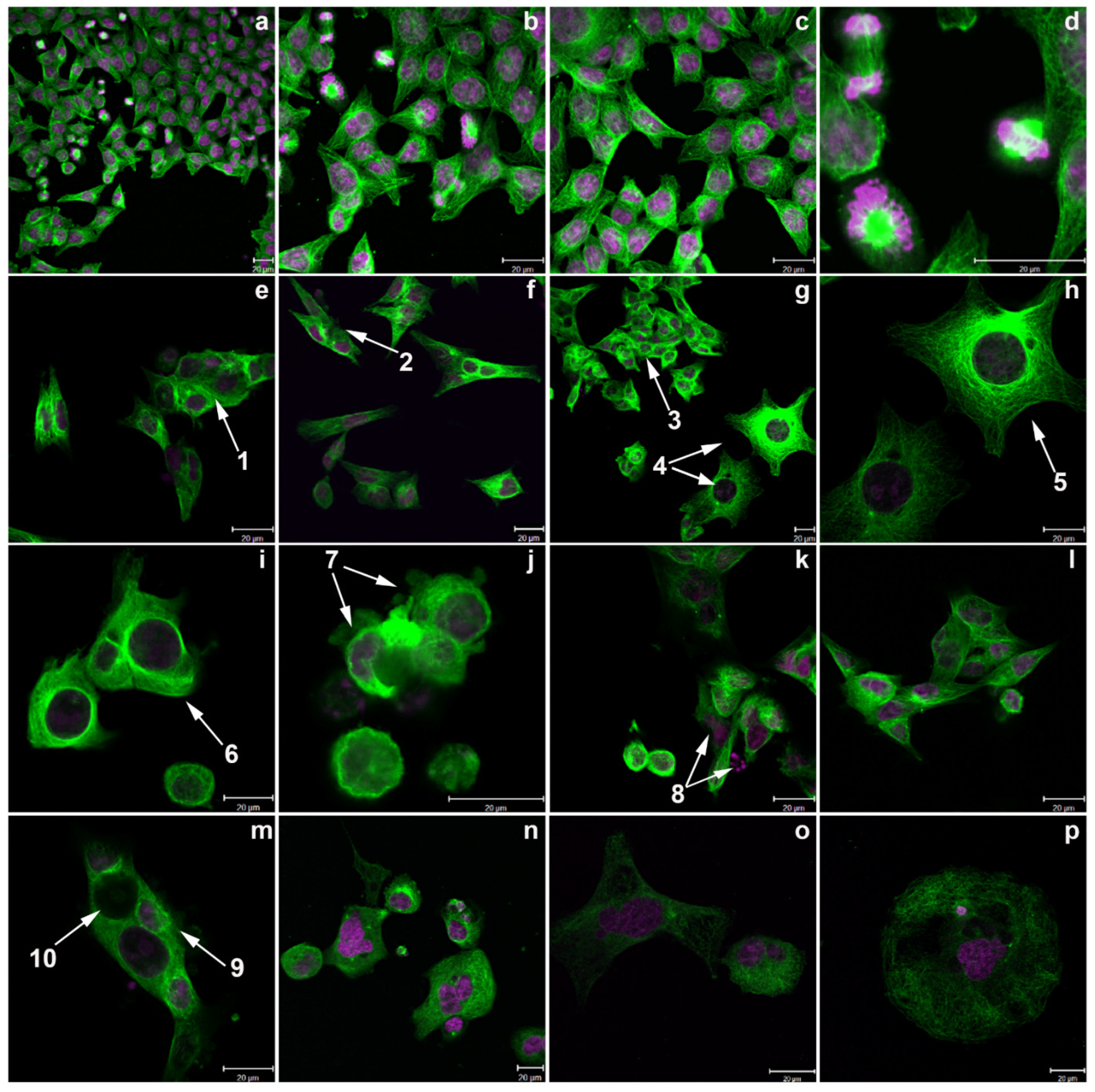 Molecules 29 02654 g010 Molecules 29 02654 g010