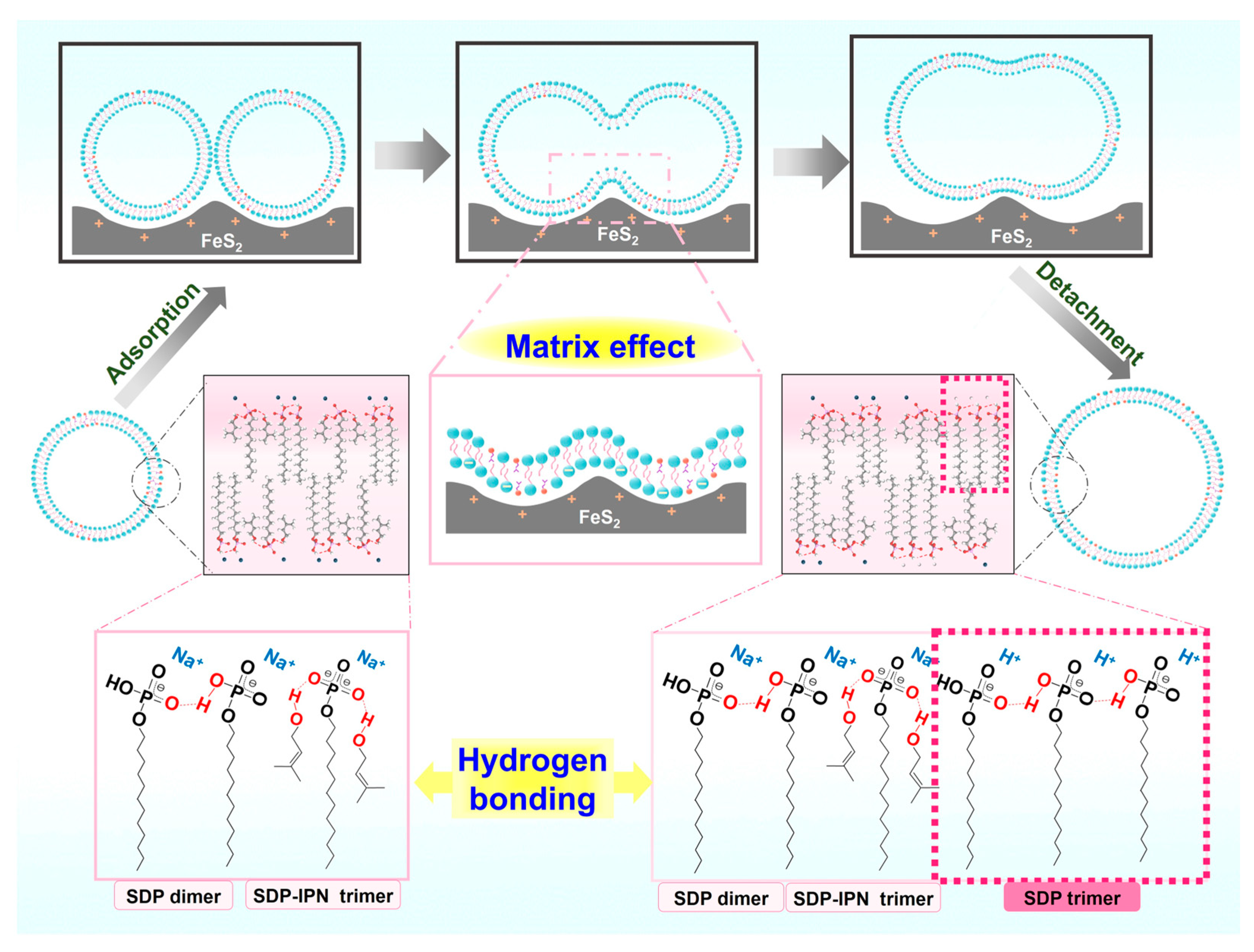 Molecules 29 02664 g009