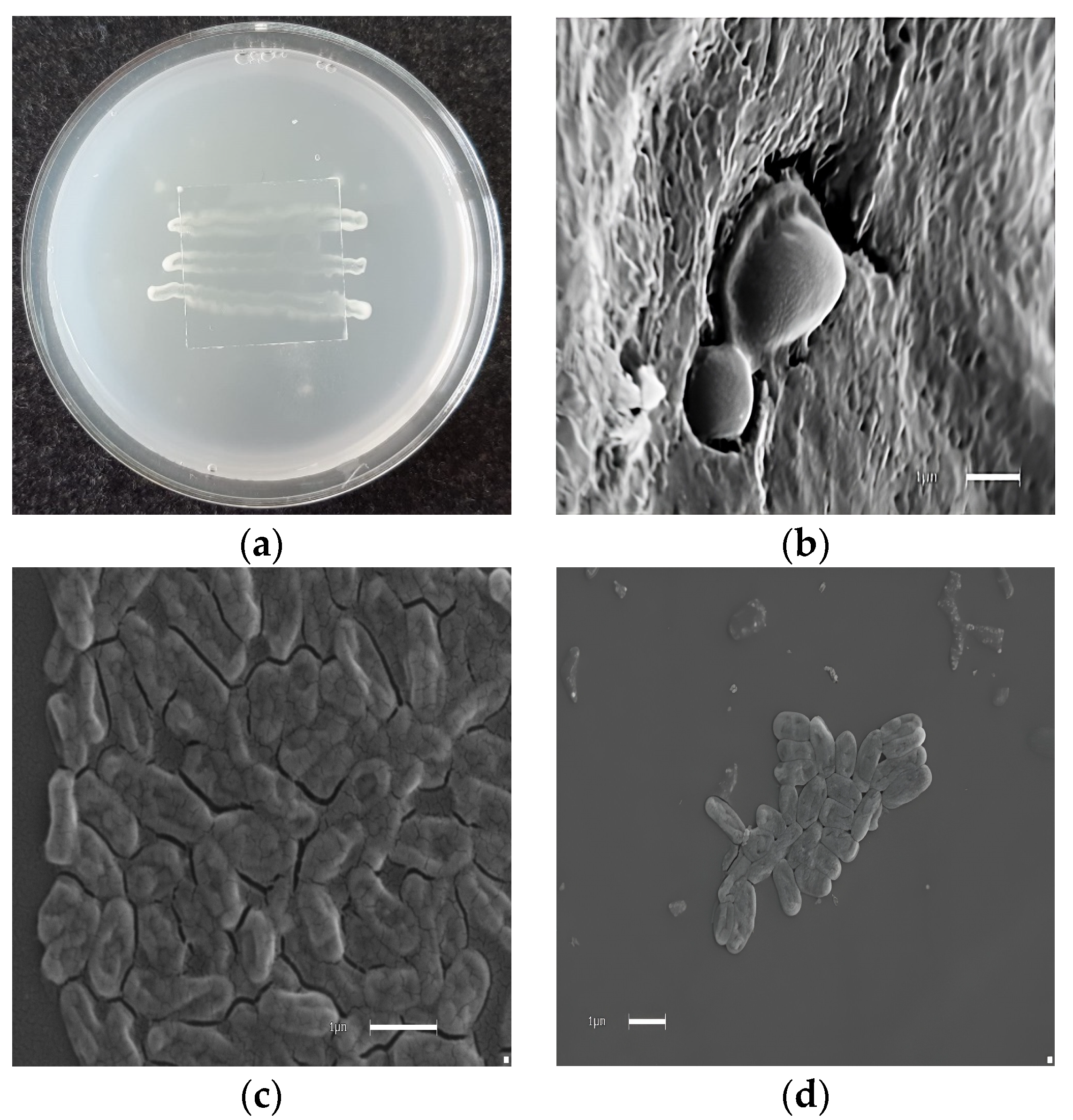 Molecules 29 02844 g003