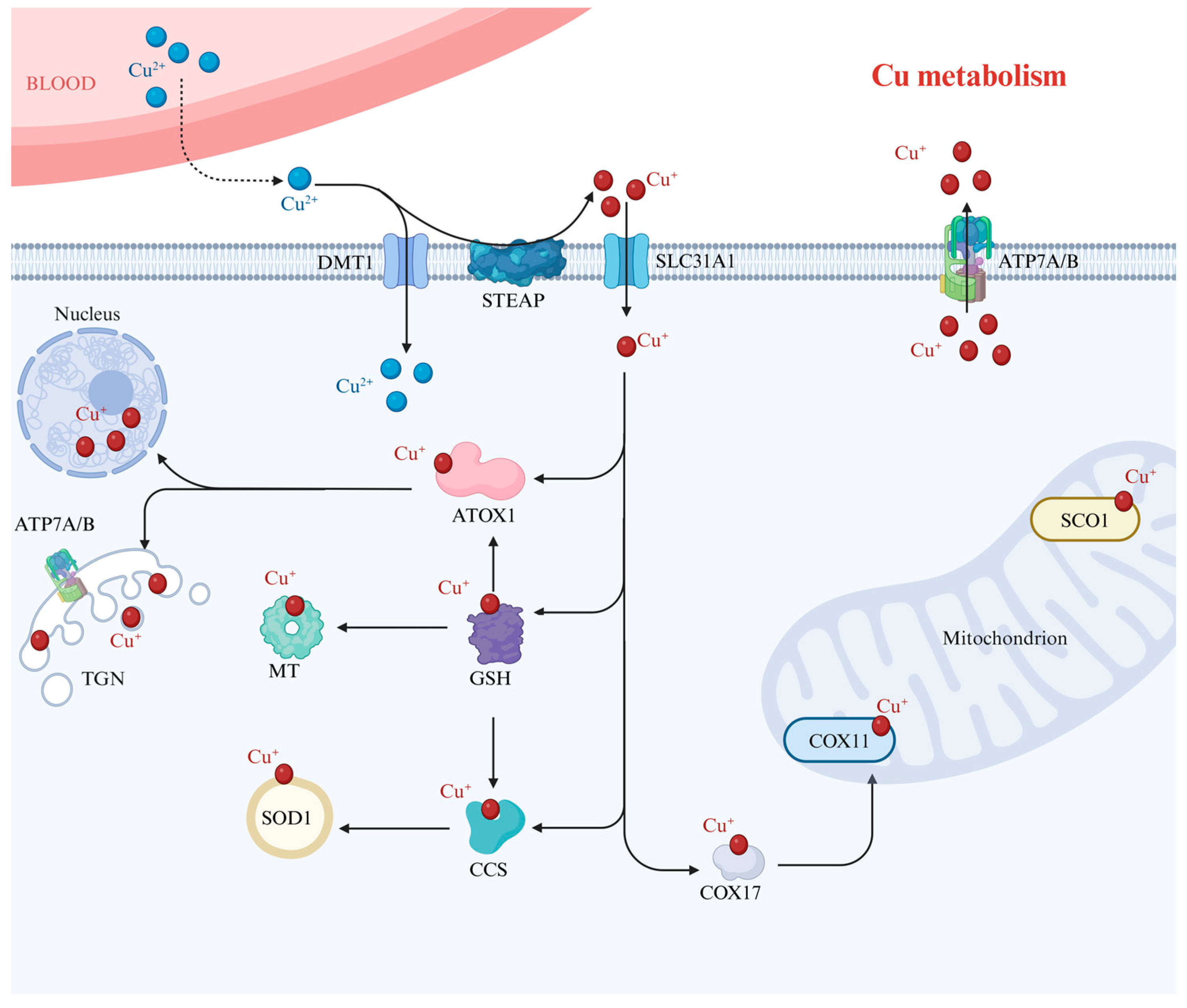 Molecules 29 02852 g001