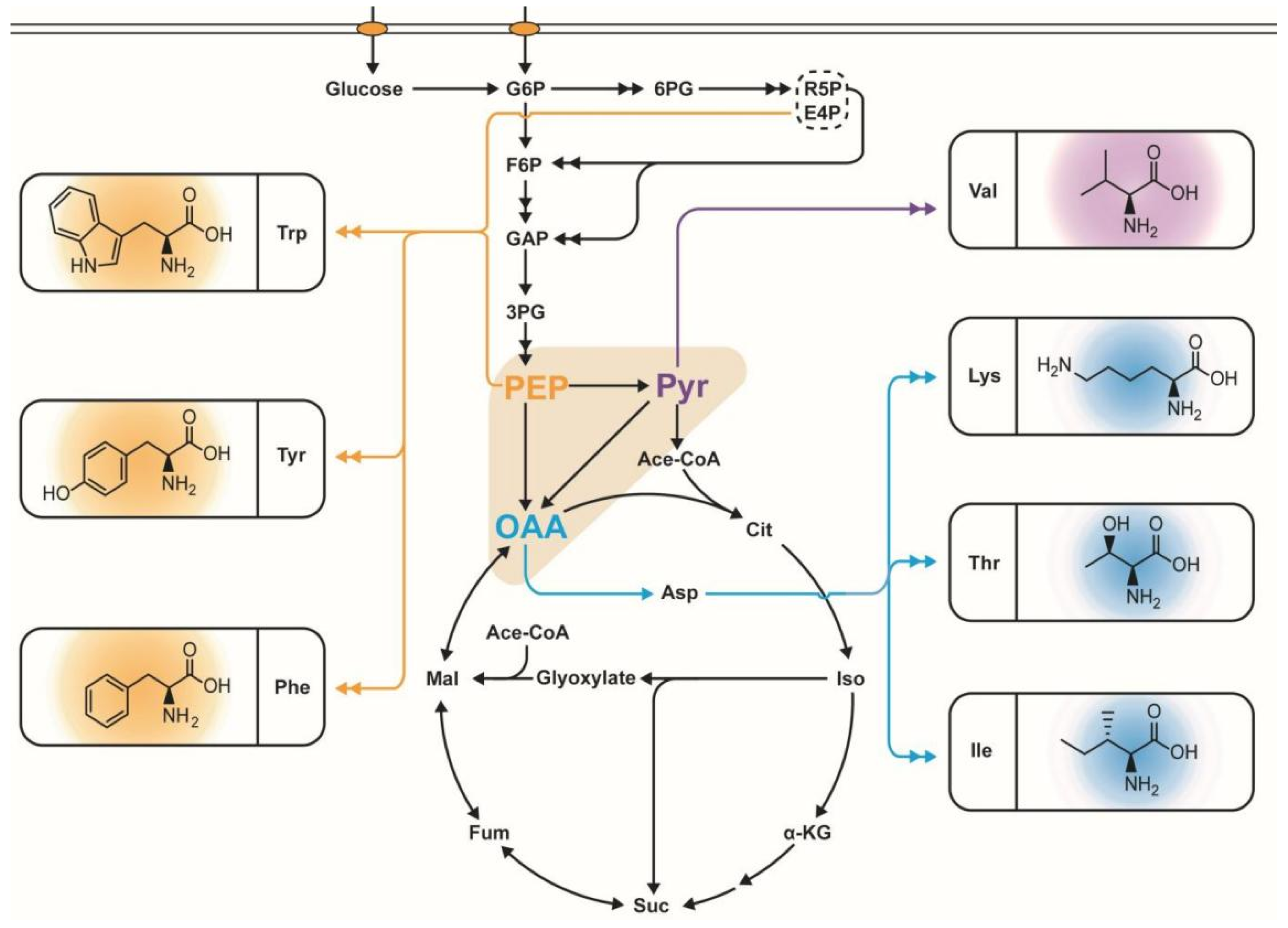 Molecules 29 02893 g001
