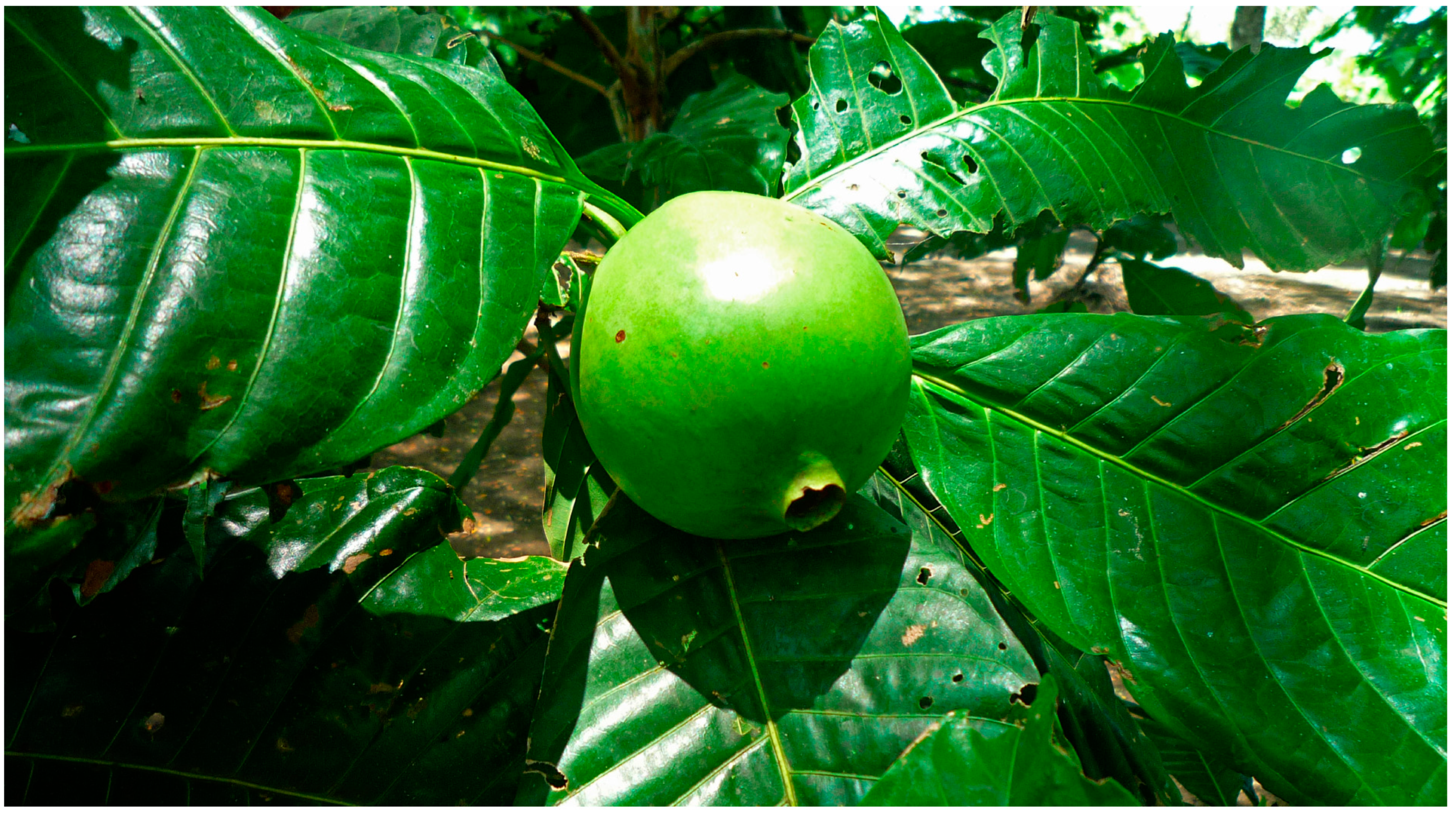 Molecules 29 02904 g002