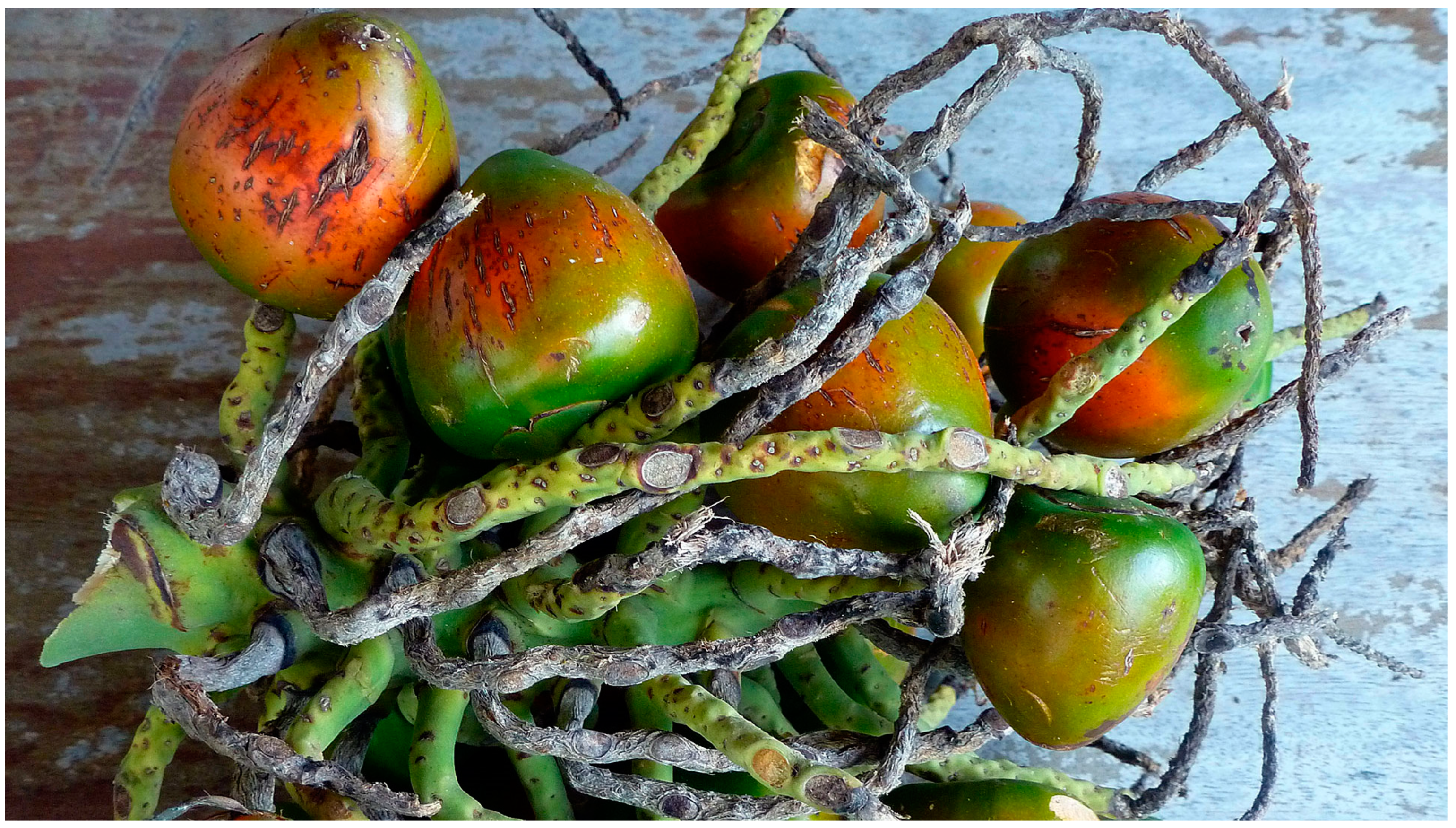 Molecules 29 02904 g003