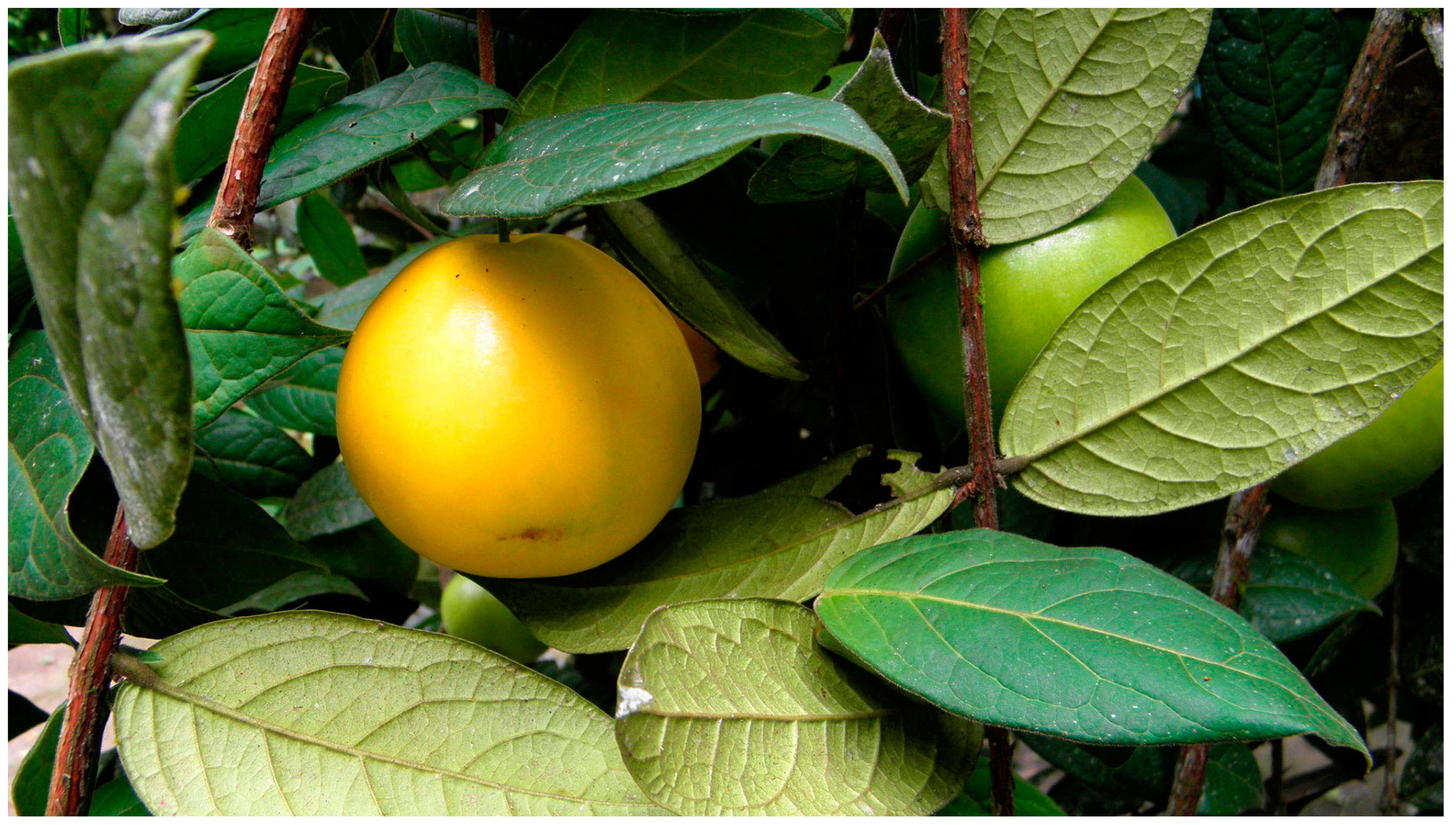 Molecules 29 02904 g004