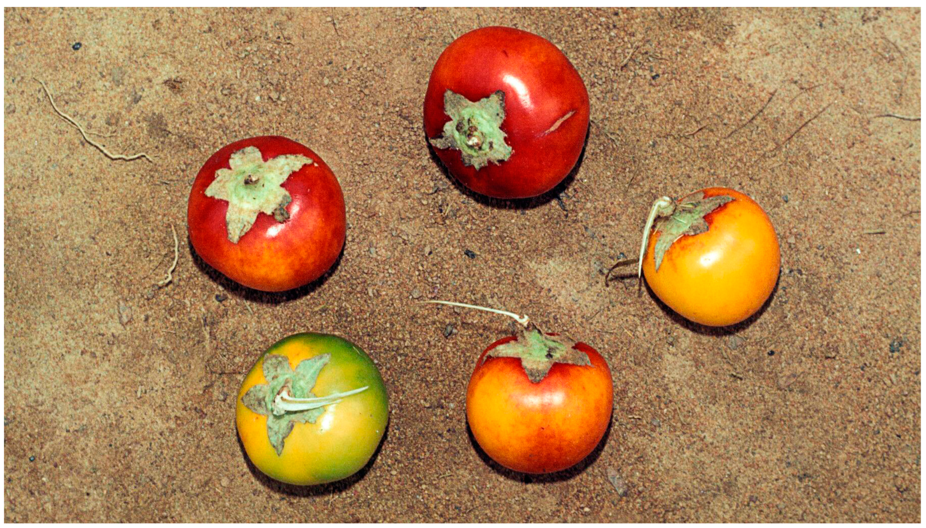 Molecules 29 02904 g006