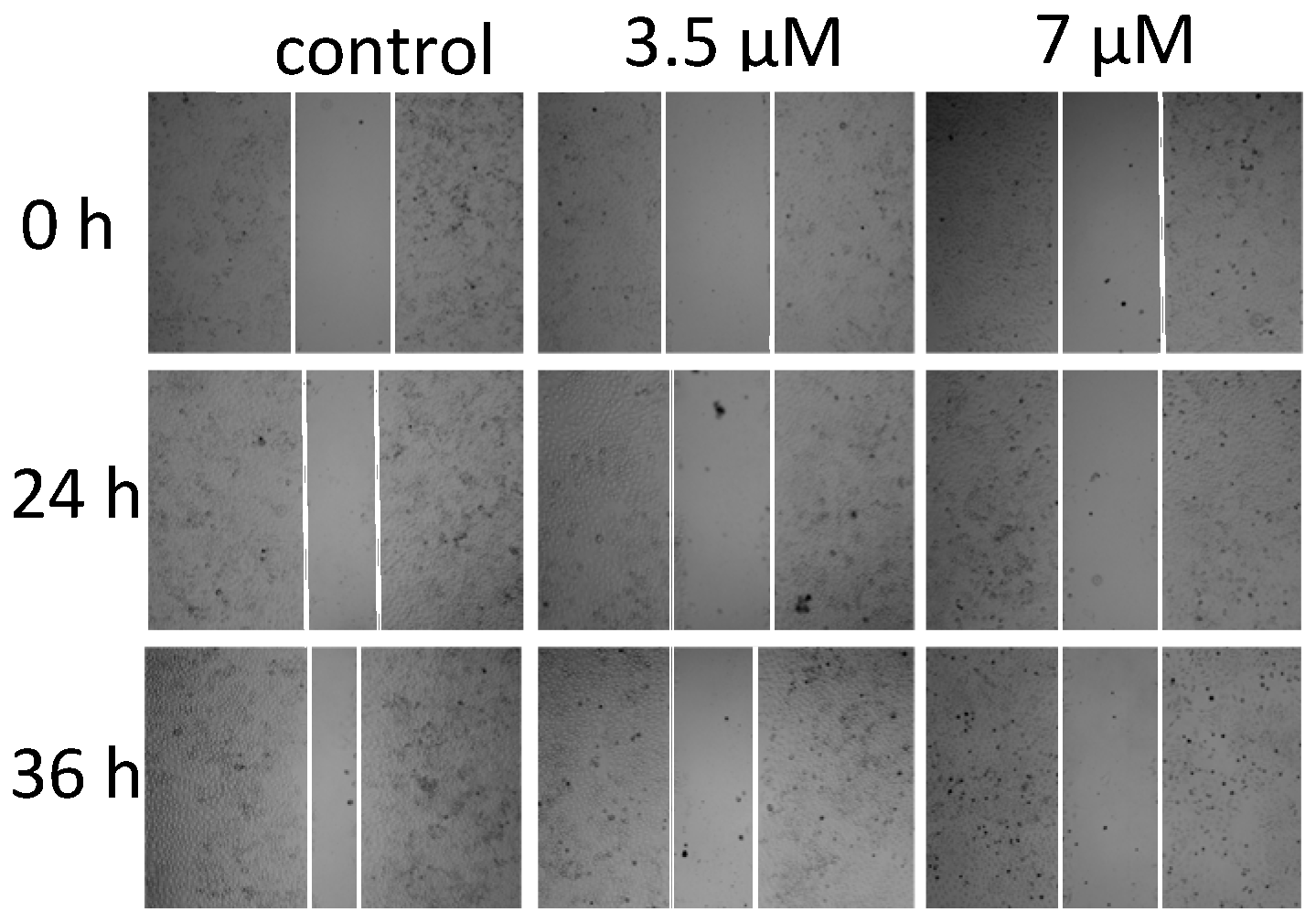 Molecules 29 02909 g006