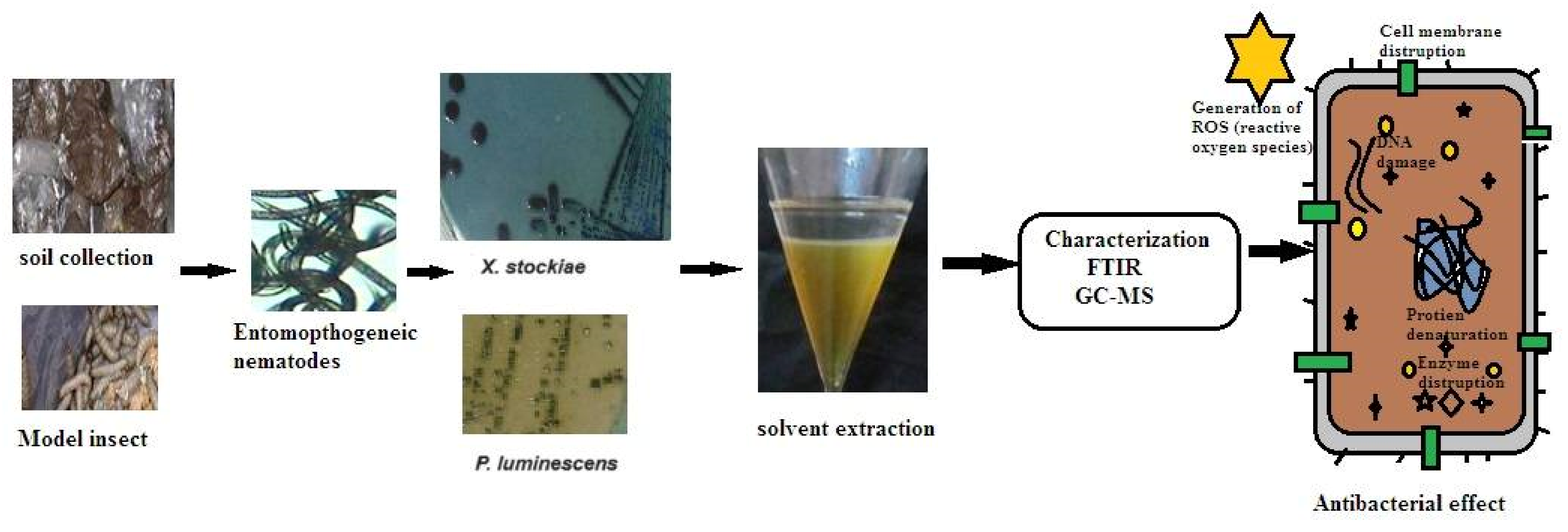 Molecules 29 02914 g001