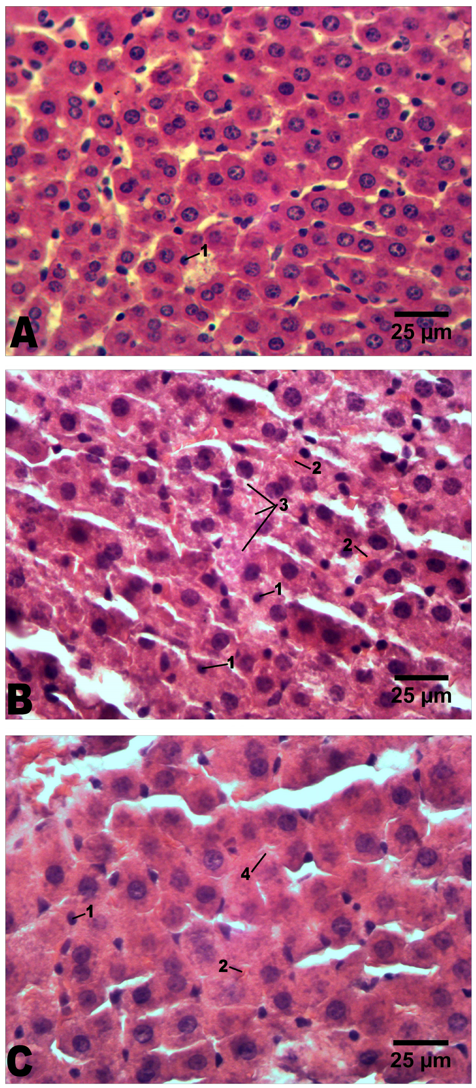 Molecules 29 02951 g005