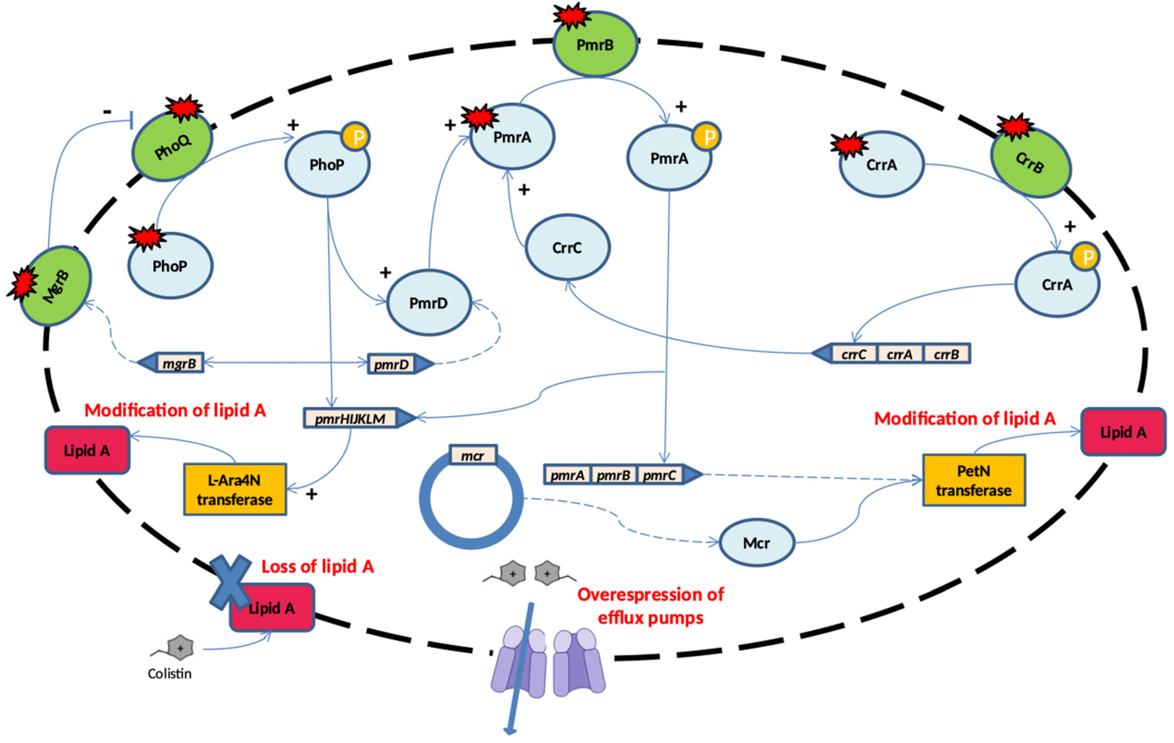 Molecules 29 02969 g003