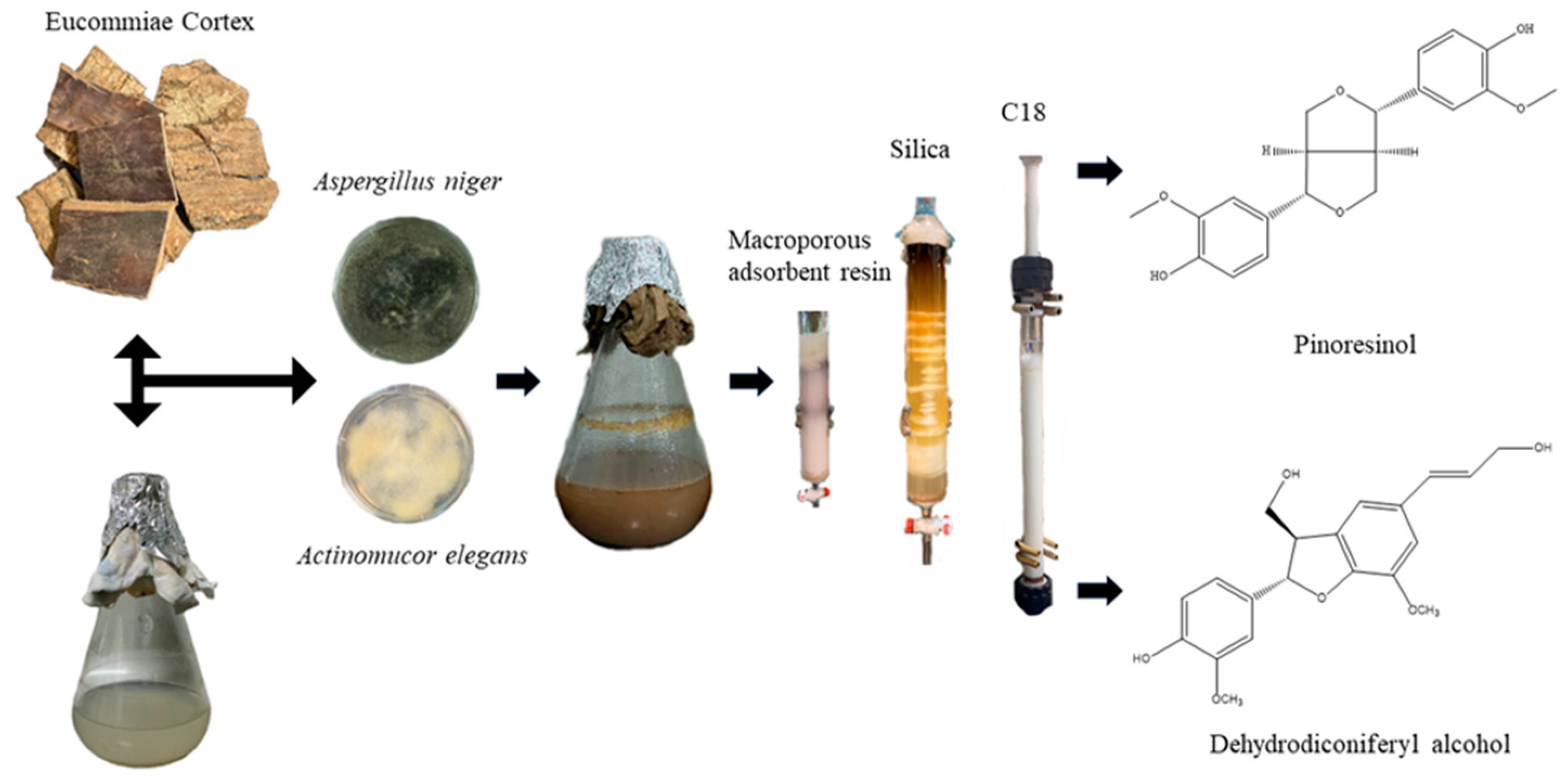 Molecules 29 02979 g006