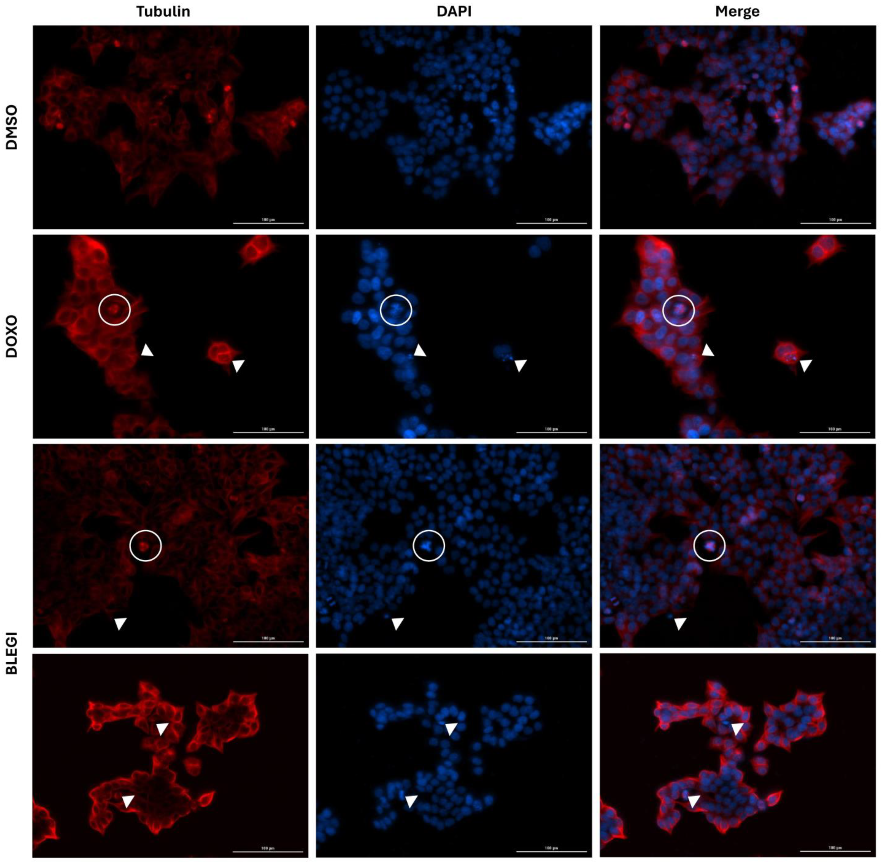 Molecules 29 02985 g004
