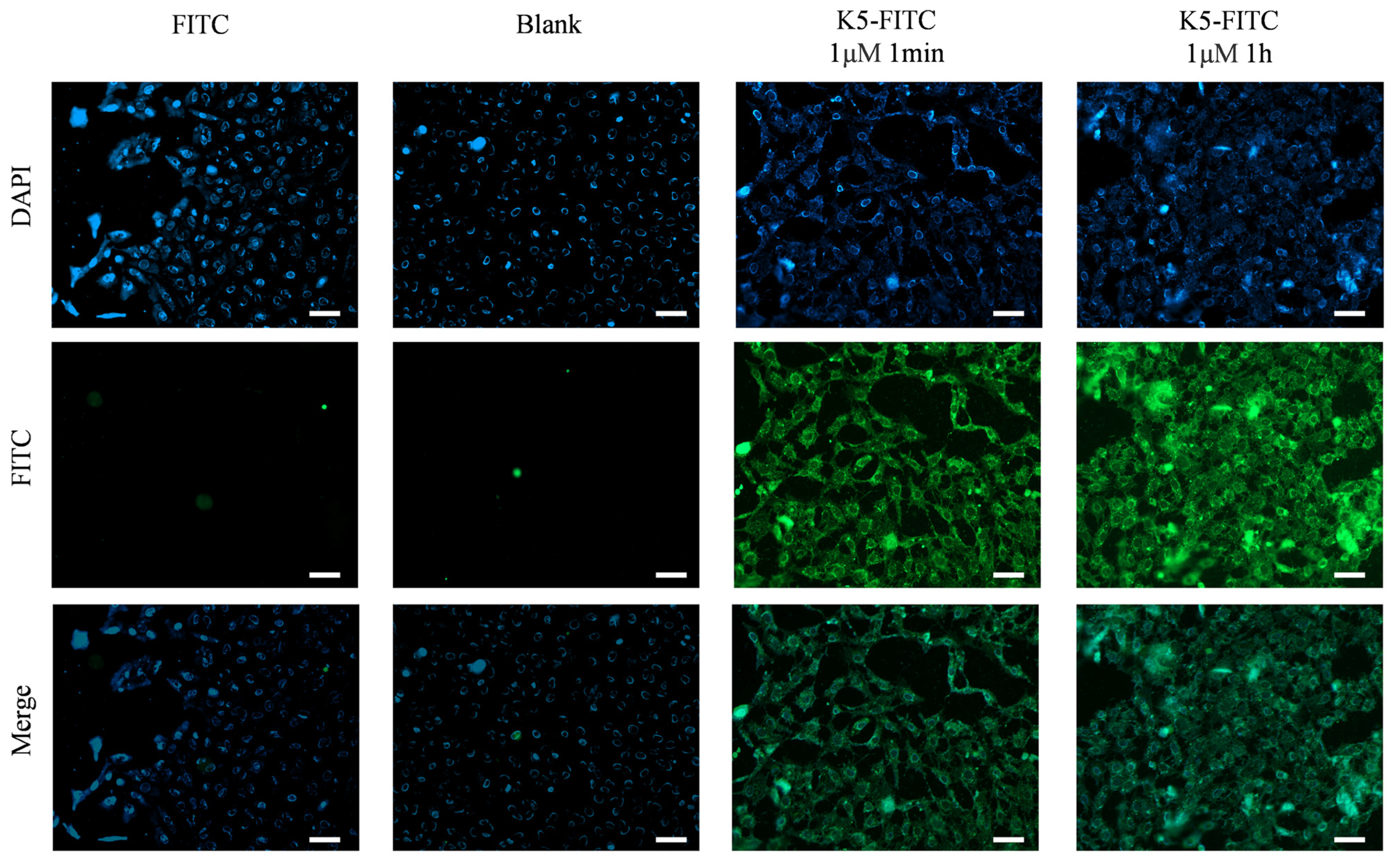 Molecules 29 03022 g004