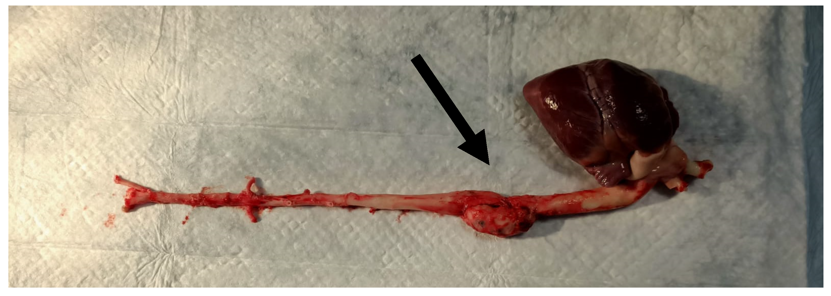Molecules 29 03078 g004