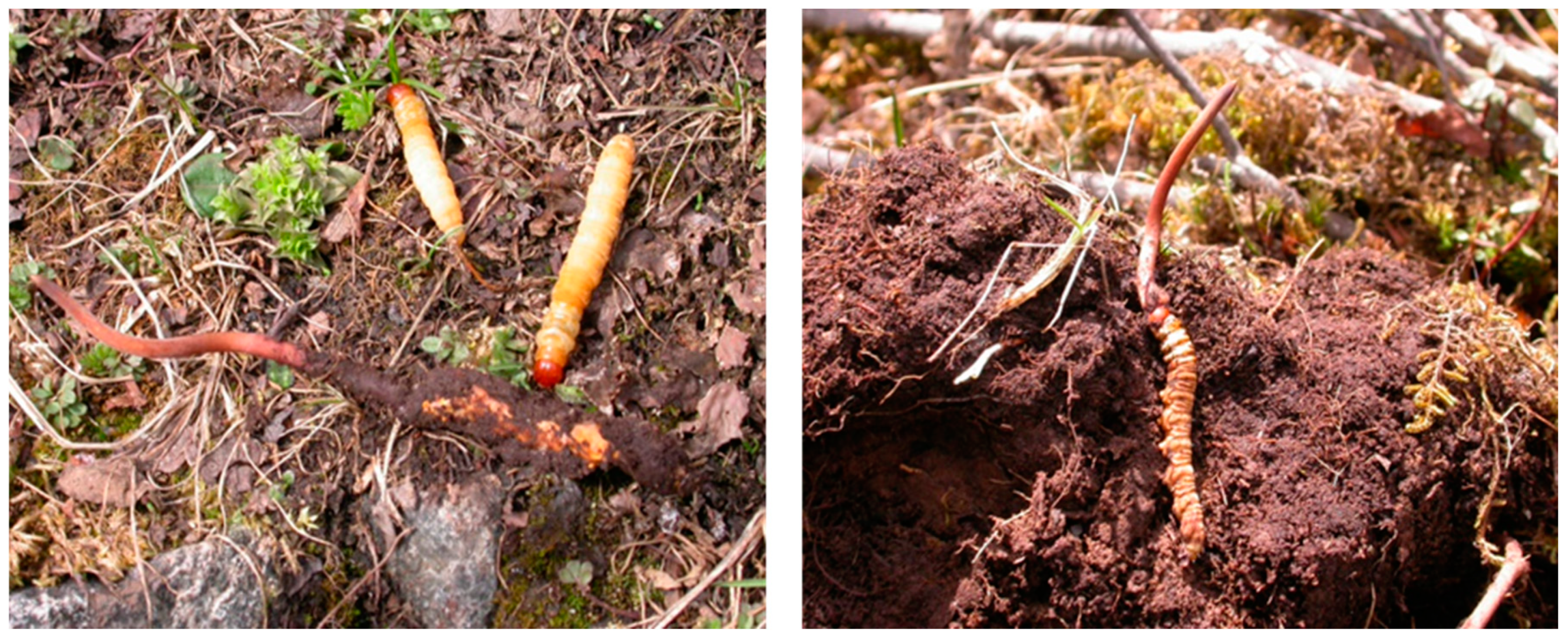 Molecules 29 03201 g001