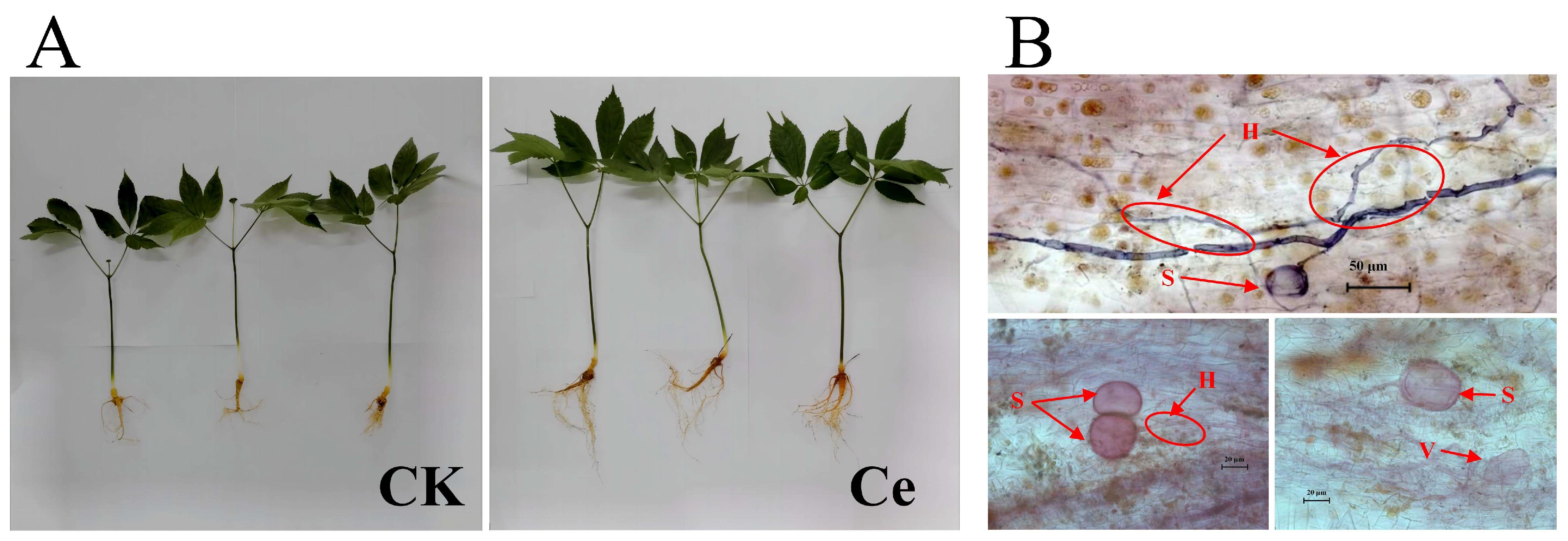 Molecules 29 03235 g006