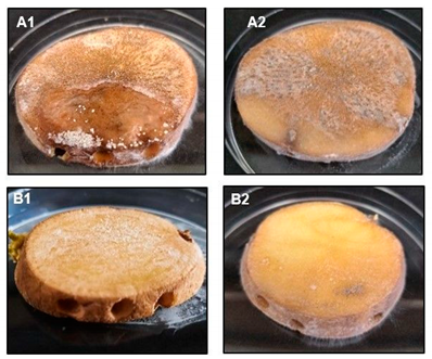 Molecules 29 03313 i001