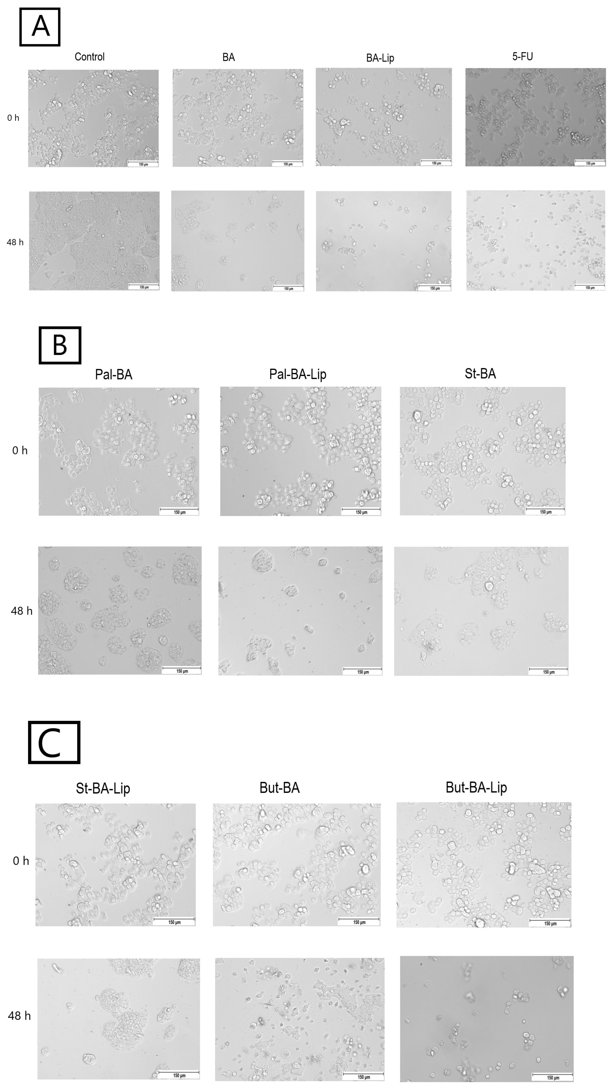 Molecules 29 03399 g006