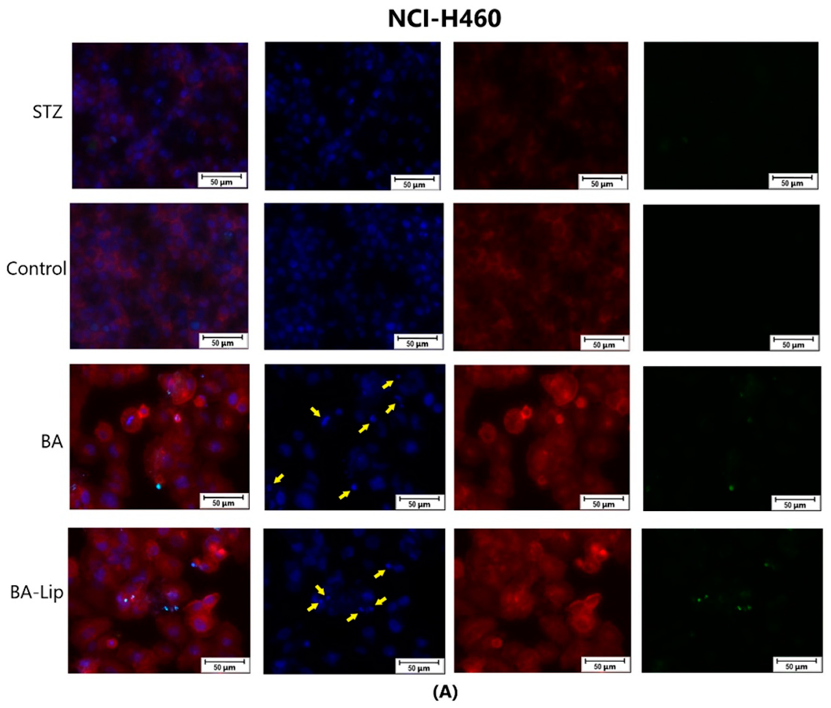 Molecules 29 03399 g010a