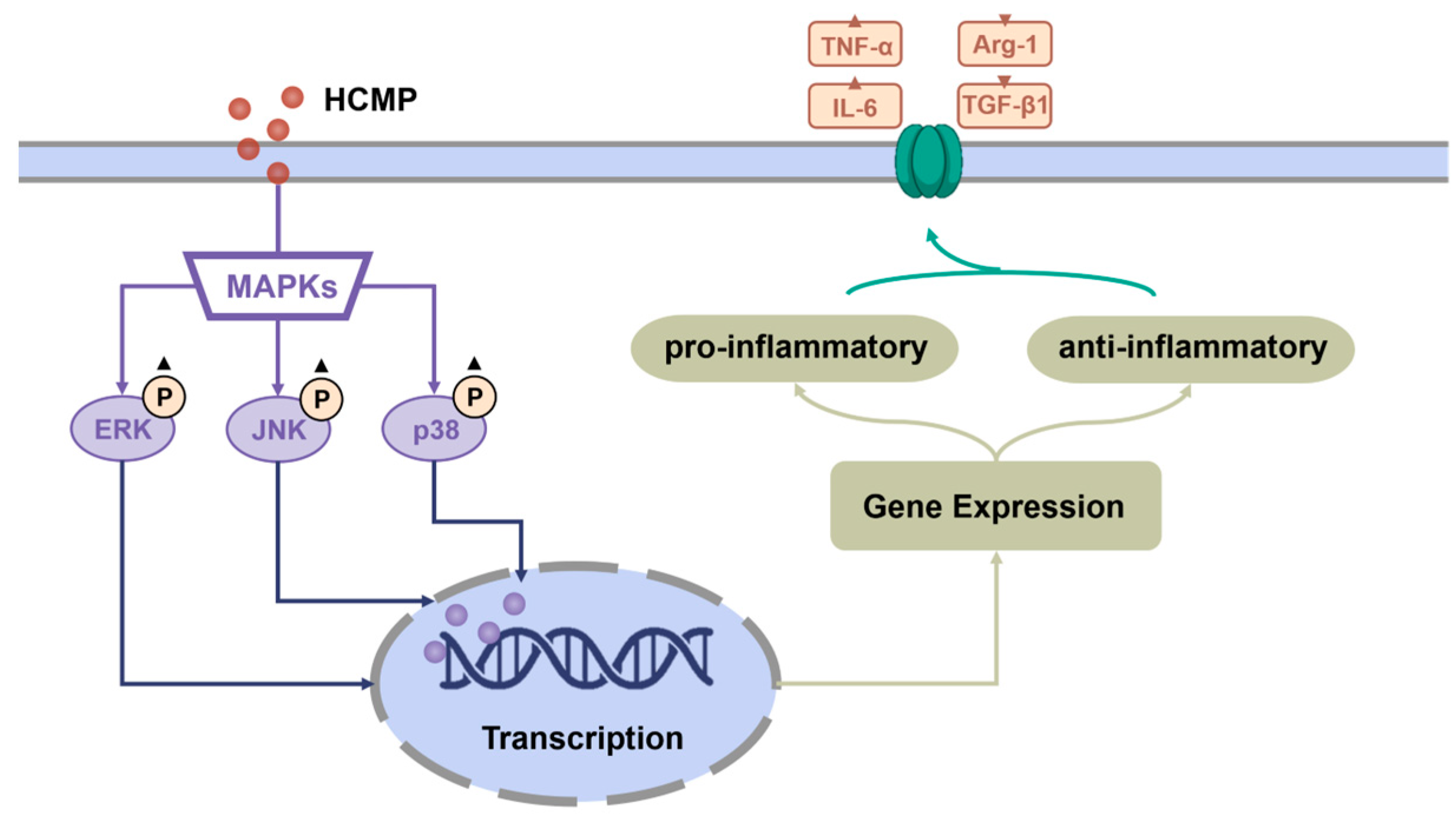 Molecules 29 03408 g005