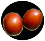 Molecules 29 03437 i001