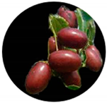 Molecules 29 03437 i004