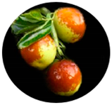 Molecules 29 03437 i008